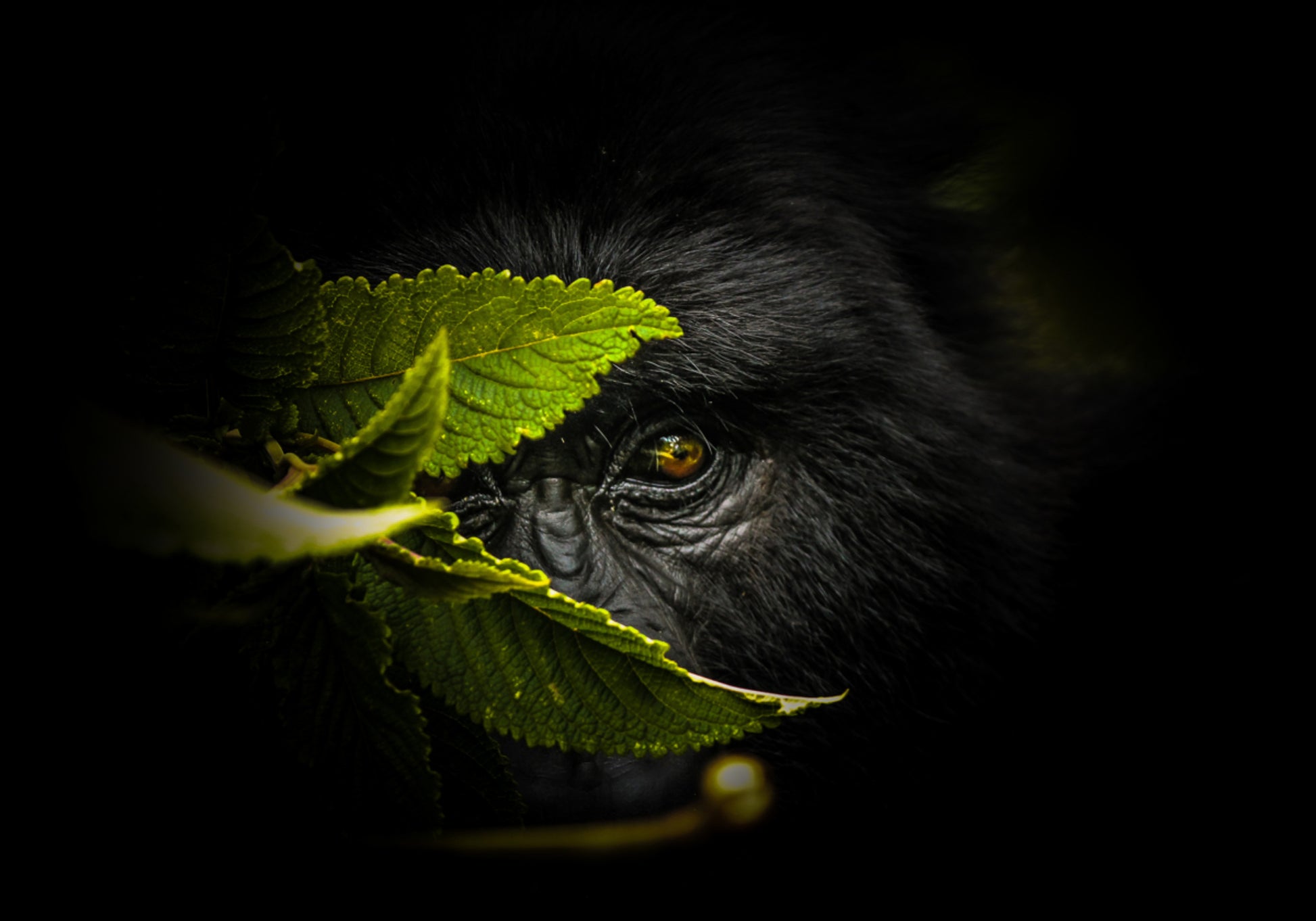 Regard mystérieux du gorille