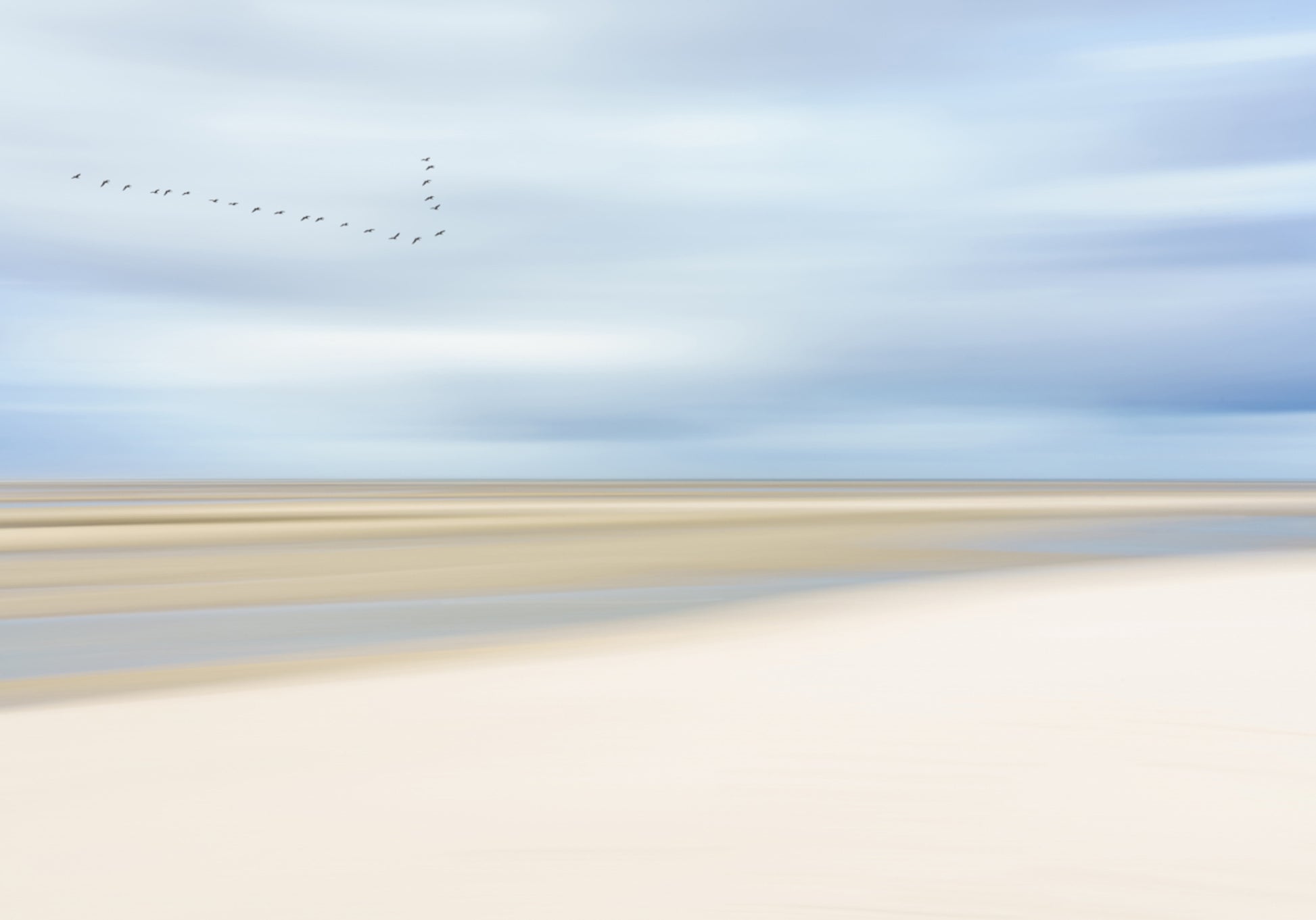 Oiseaux sur un rivage serein