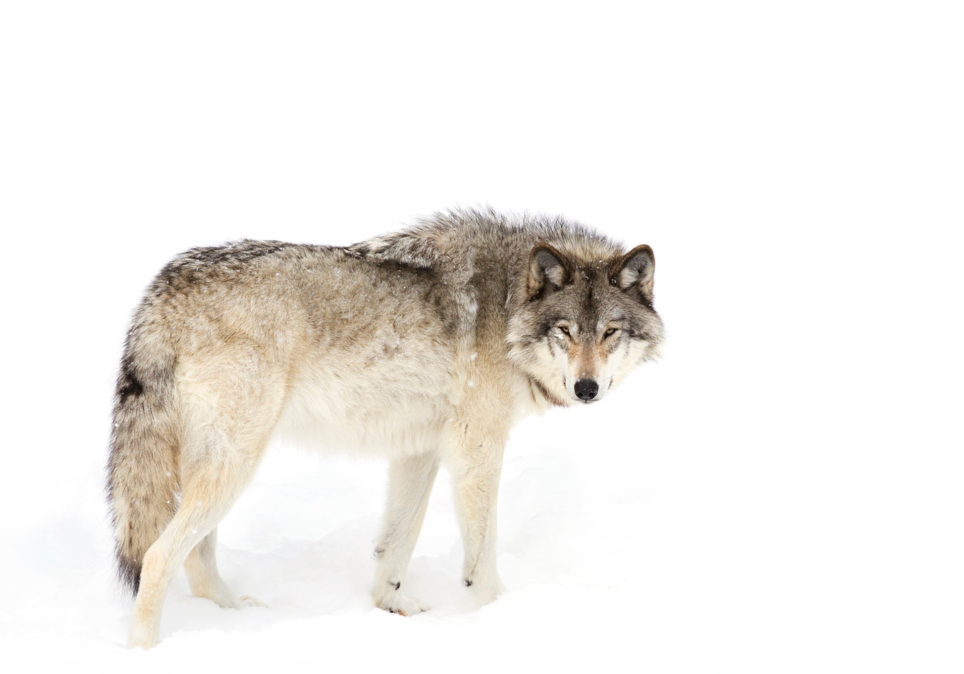 Loup d'hiver vigilant