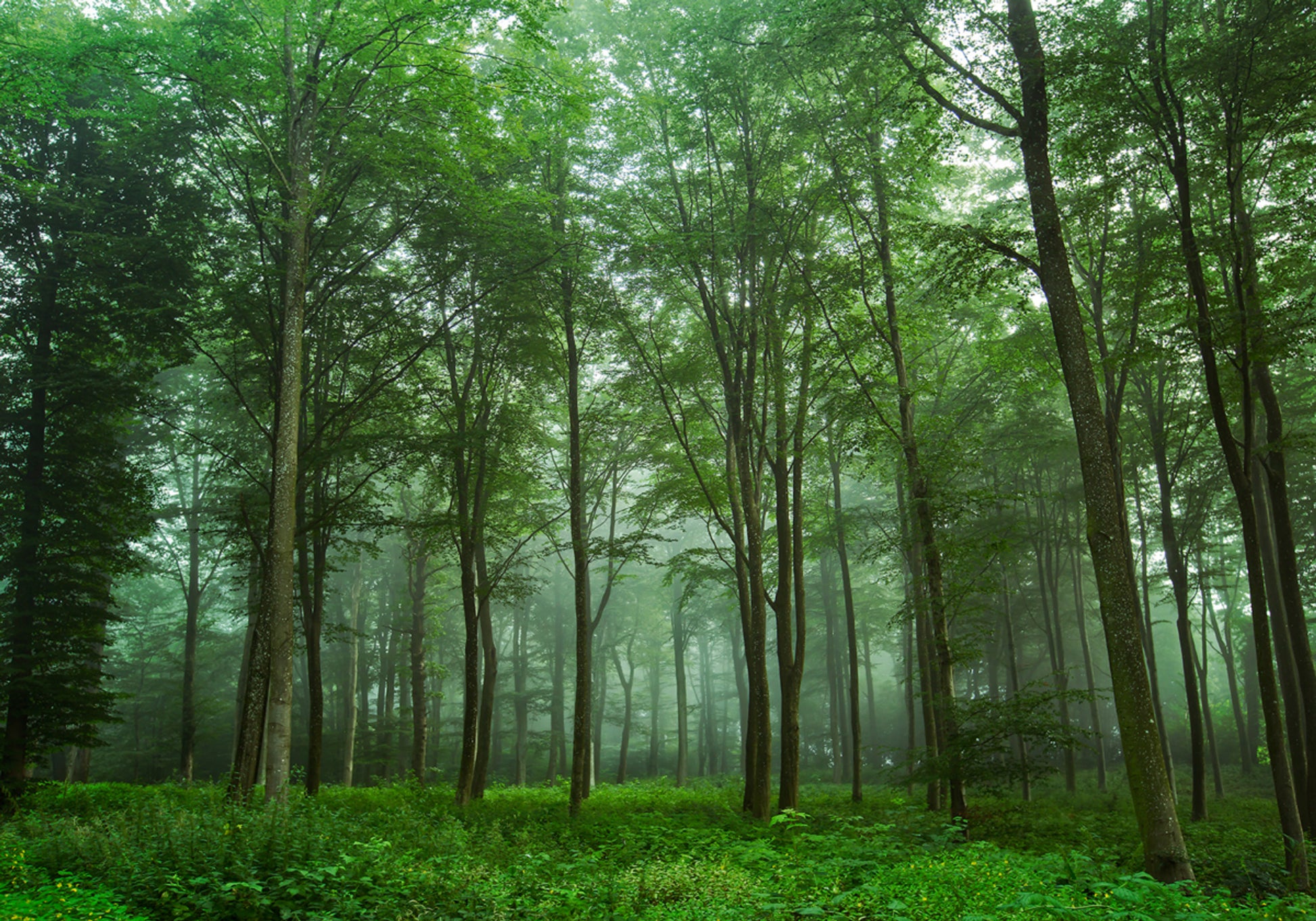 Brume de forêt enchantée