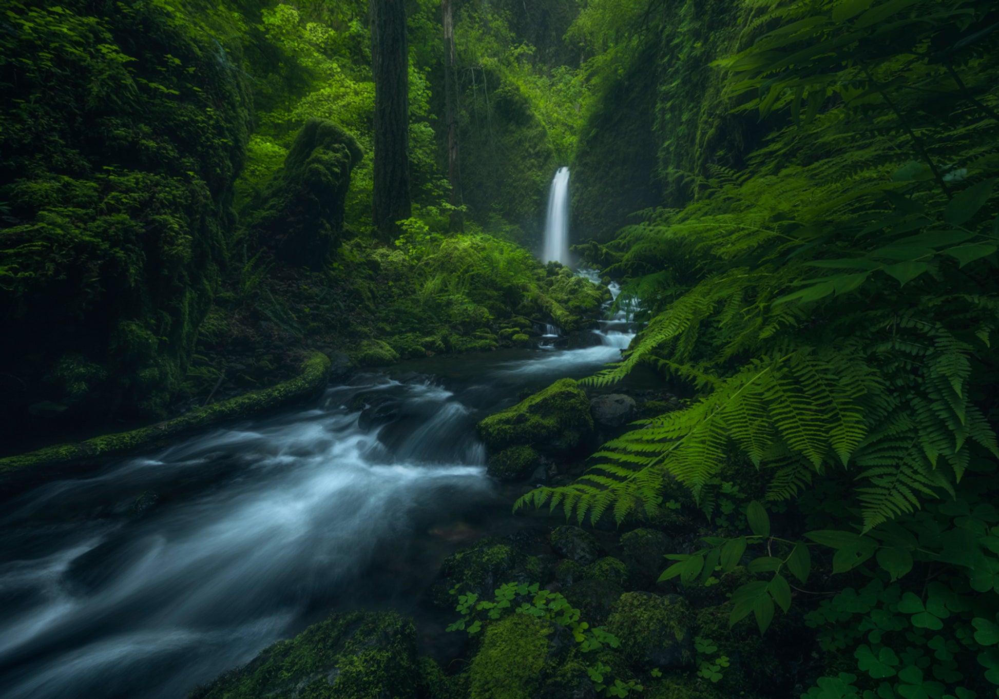 Chutes de forêt qui coule
