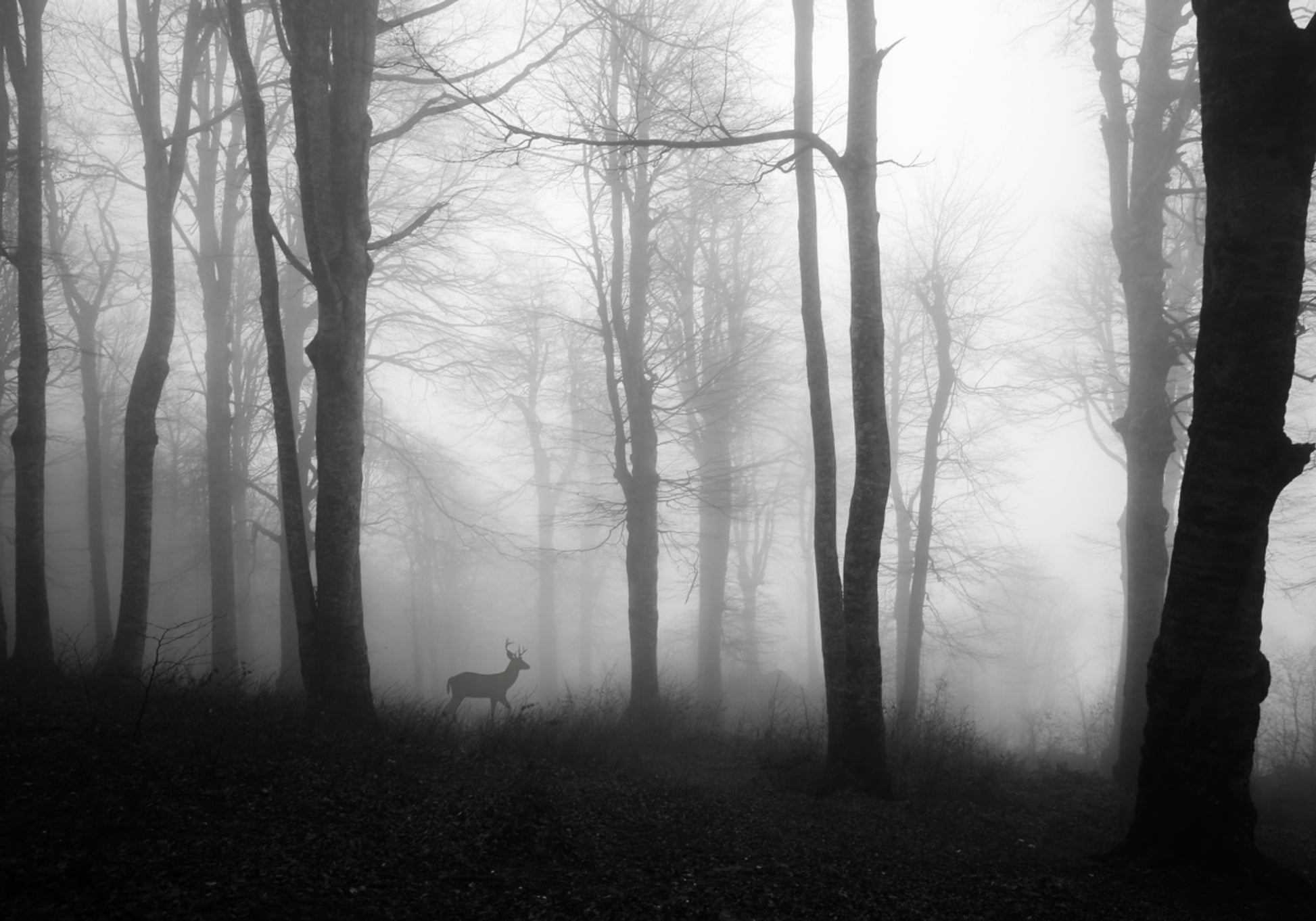 Cerf de la forêt brumeuse