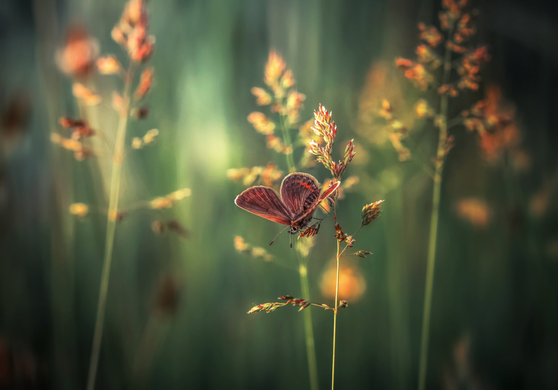Papillon de l'heure d'or