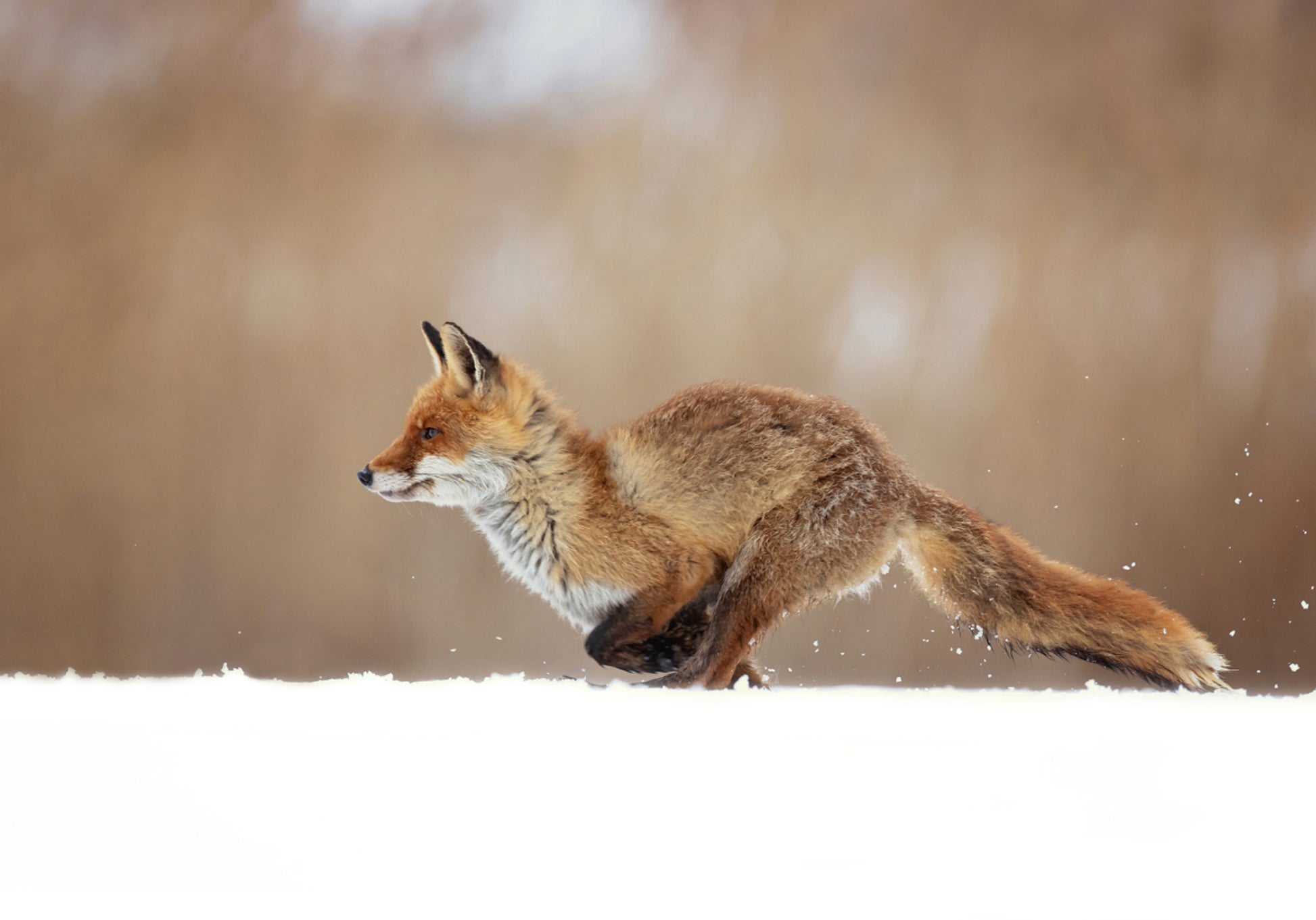 Sprint sur neige du renard roux