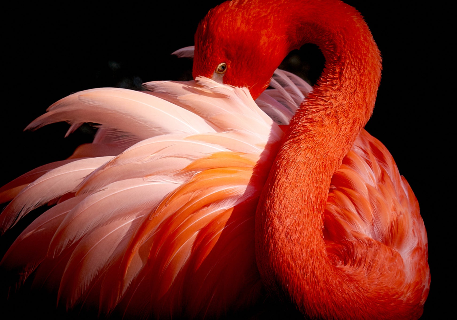 Flamant rose élégant