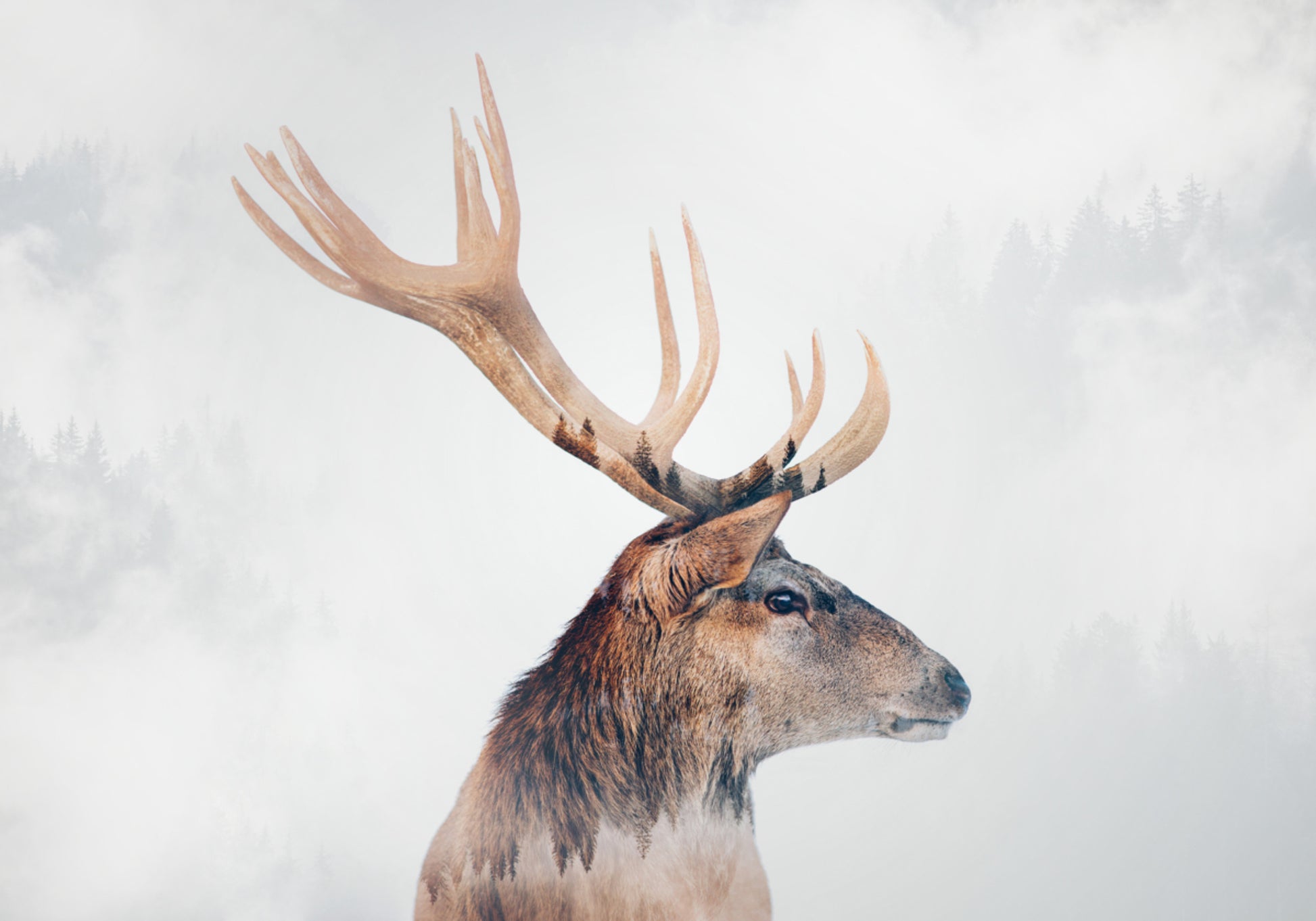 Cerf de la forêt brumeuse