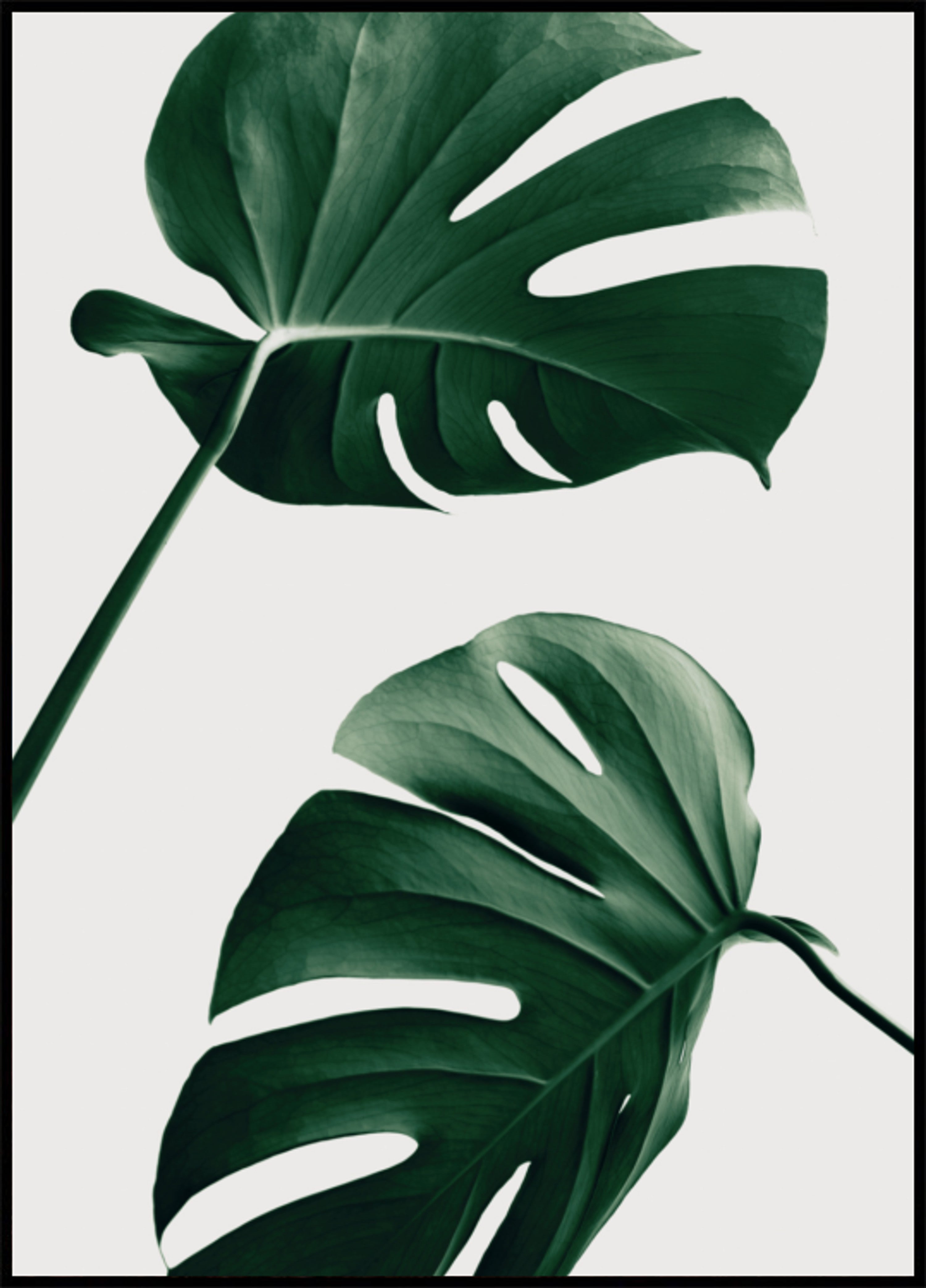 Feuilles de Monstera tropicales