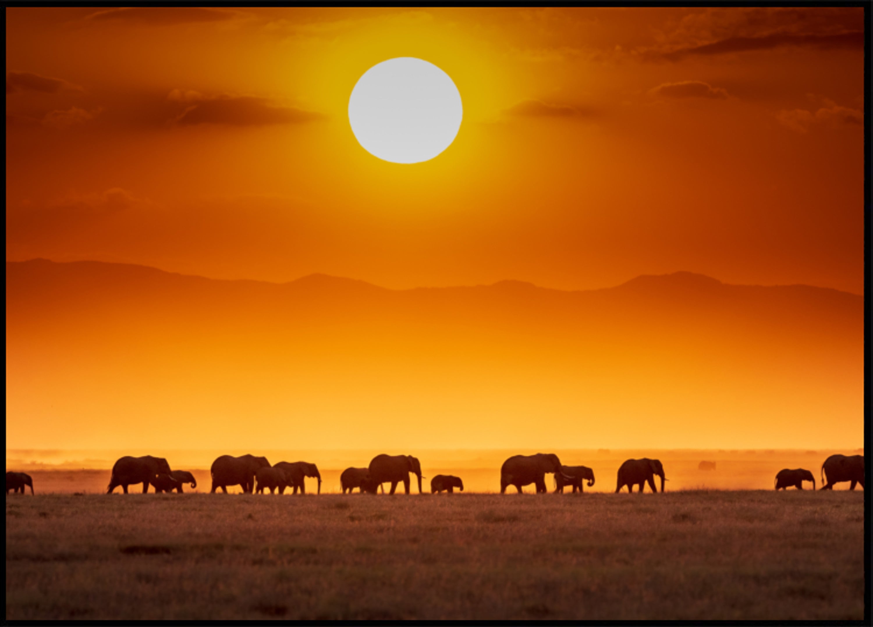 Éléphants d'Afrique au coucher du soleil