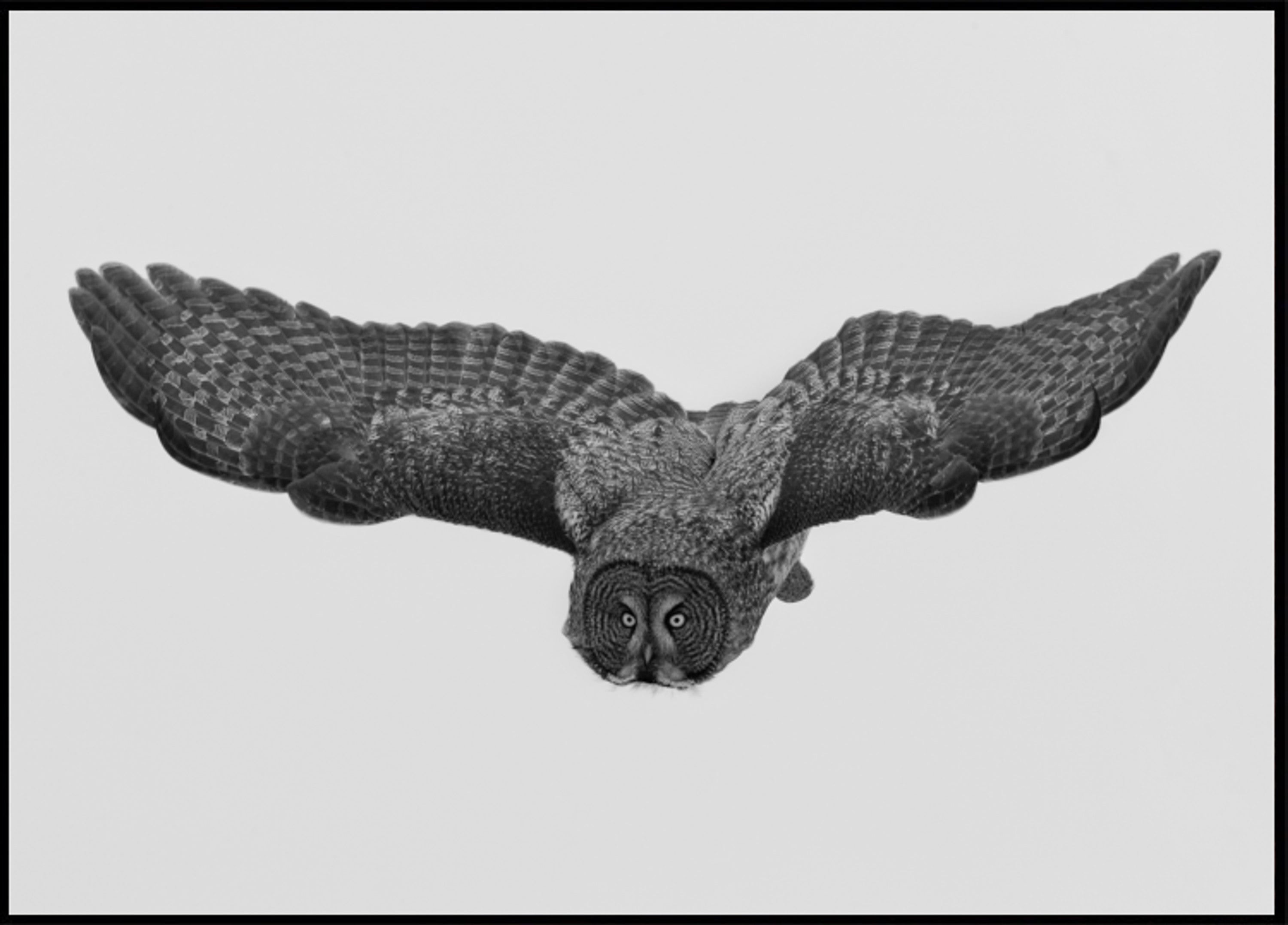 Hibou majestueux en vol