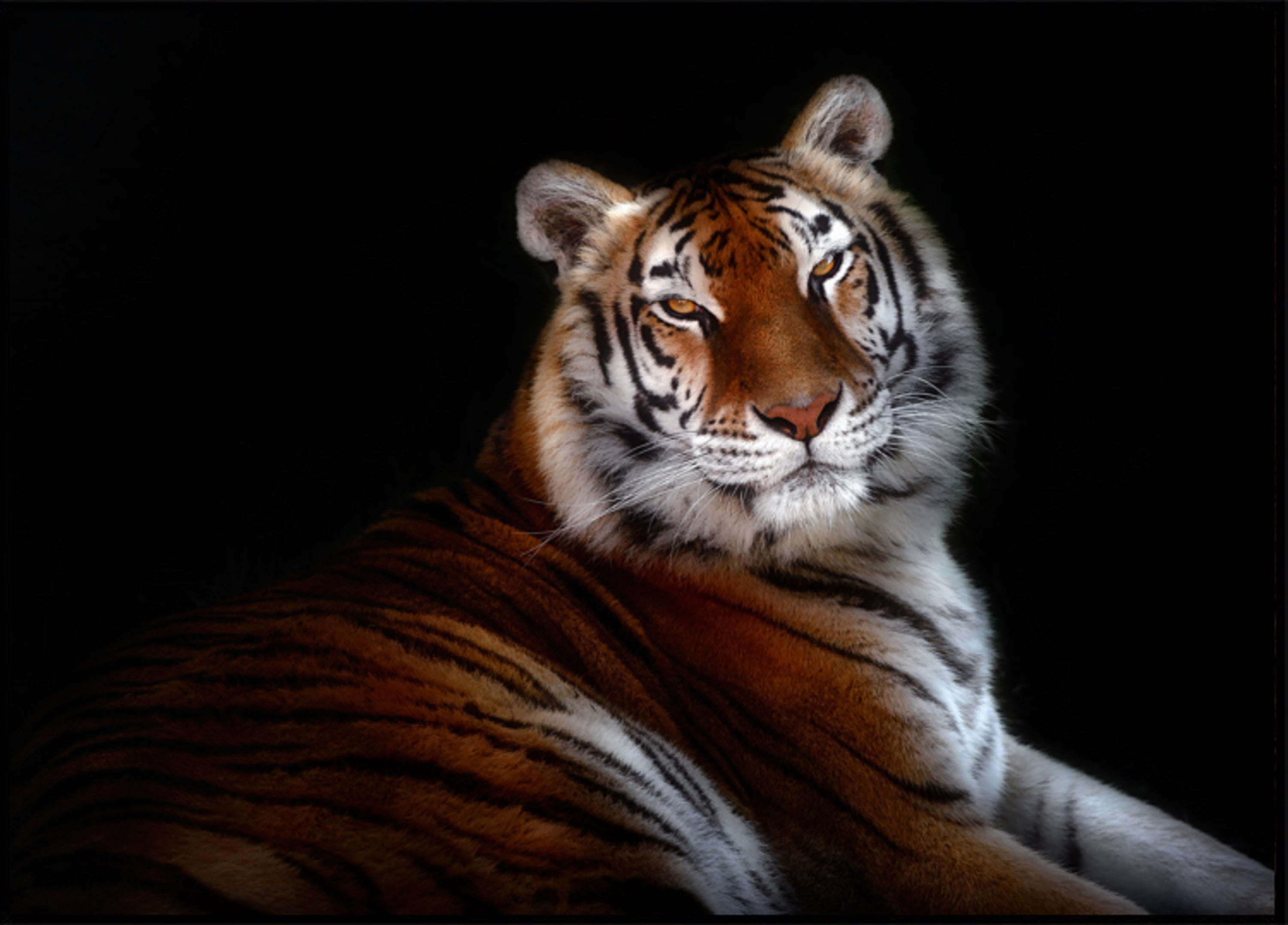 Regard de tigre majestueux