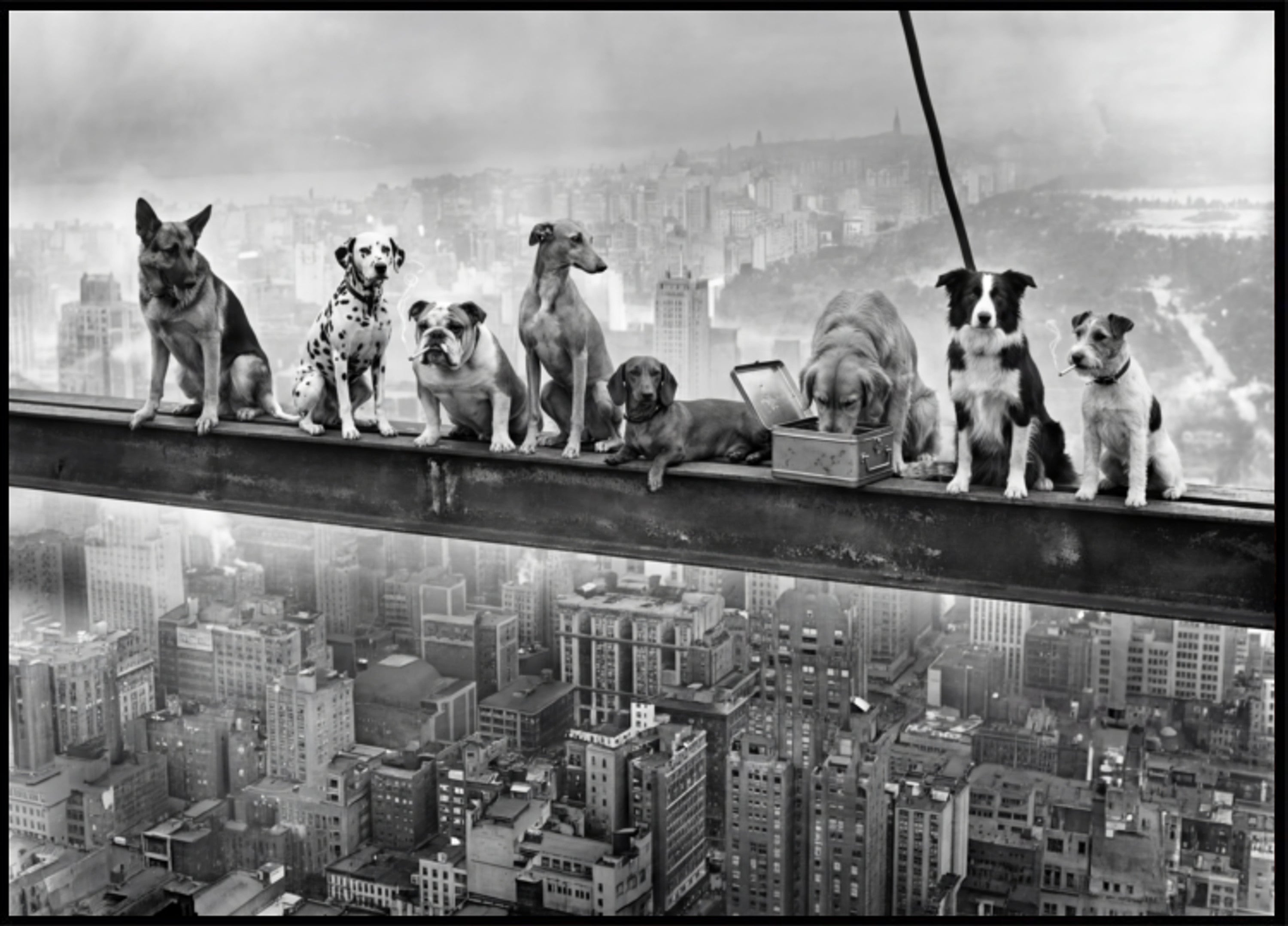 Chiens de ville audacieux