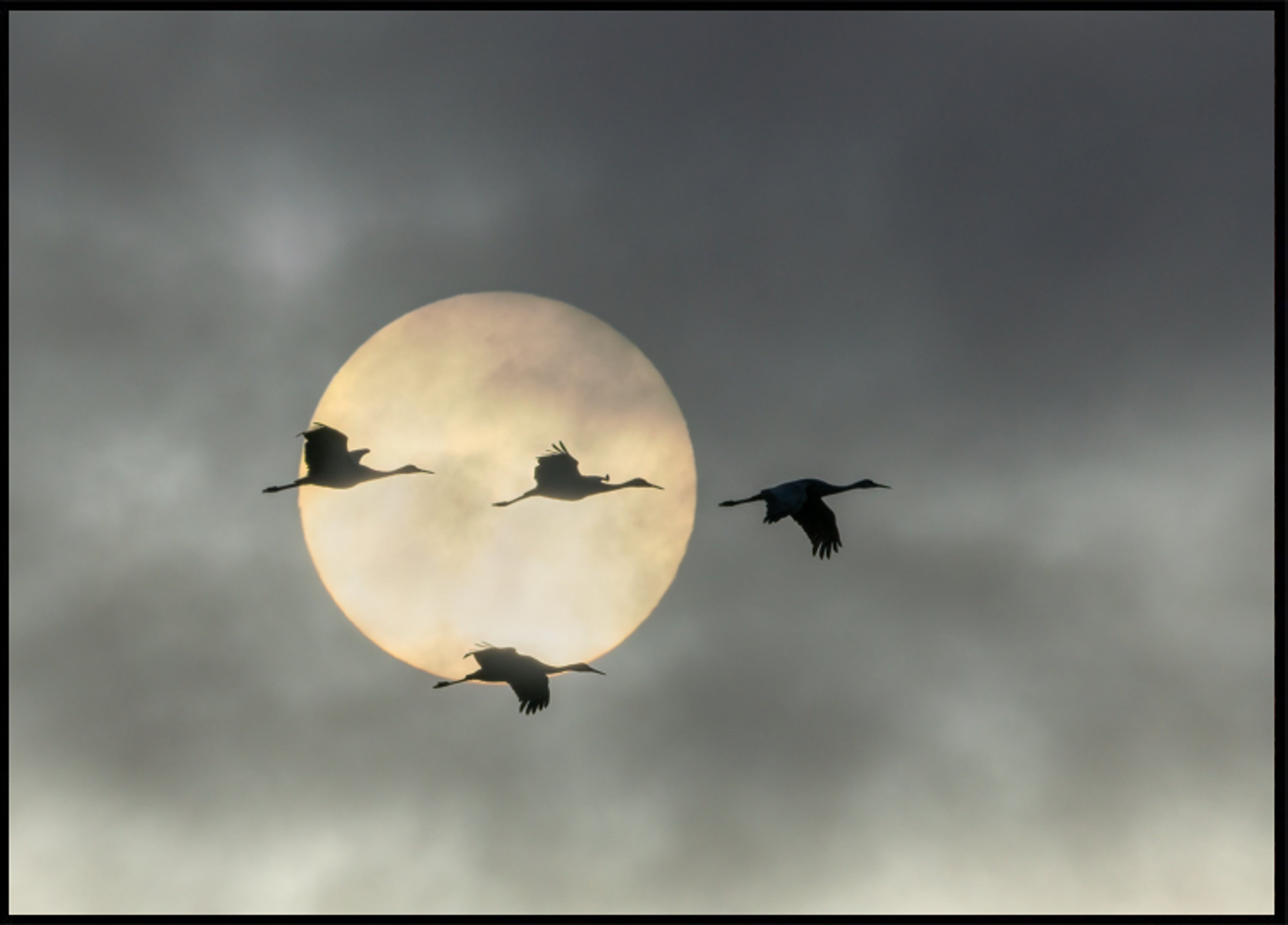Soleil des grues volantes