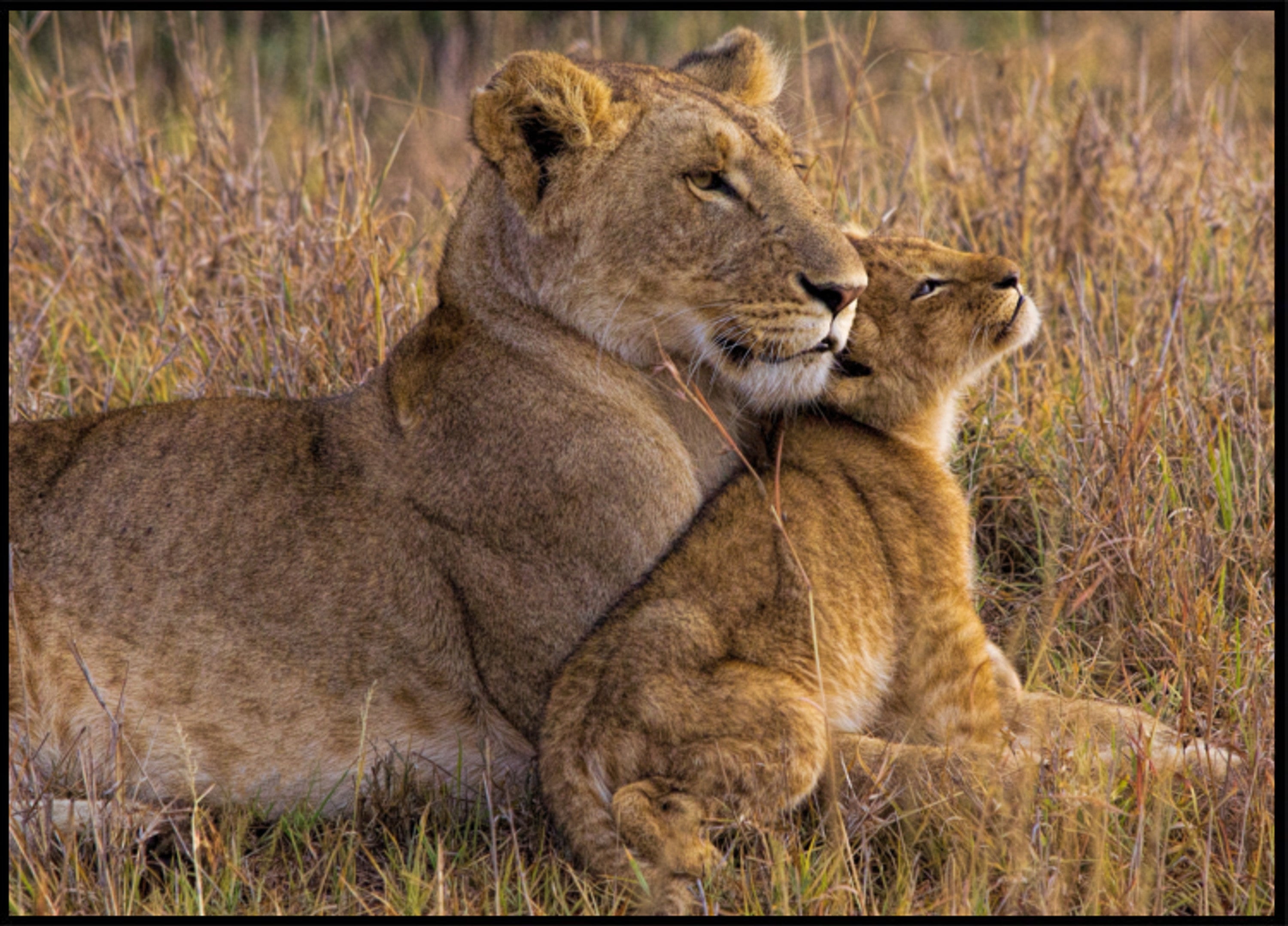Tendre Lionne