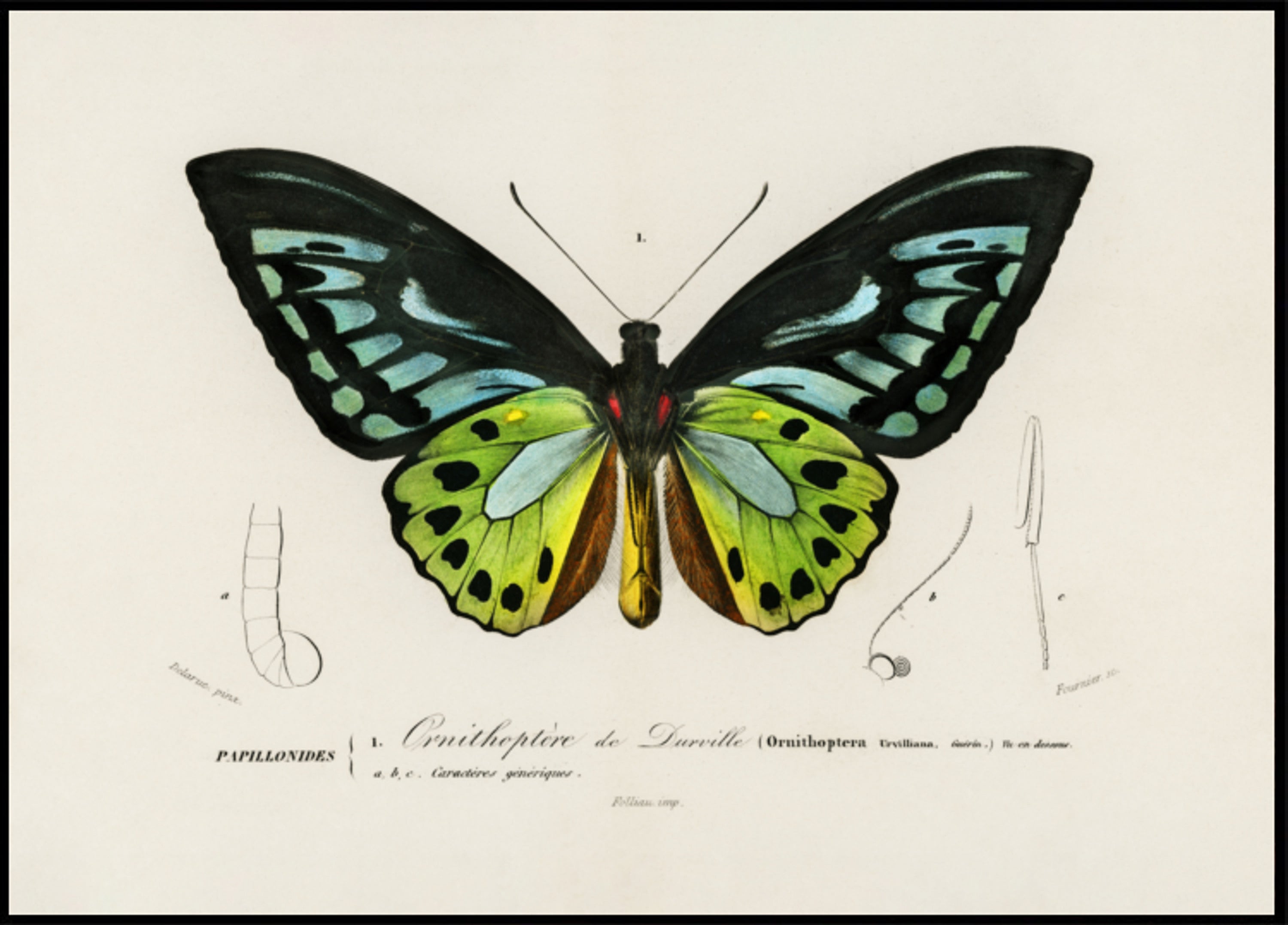 Papillon aile d'oiseau vert
