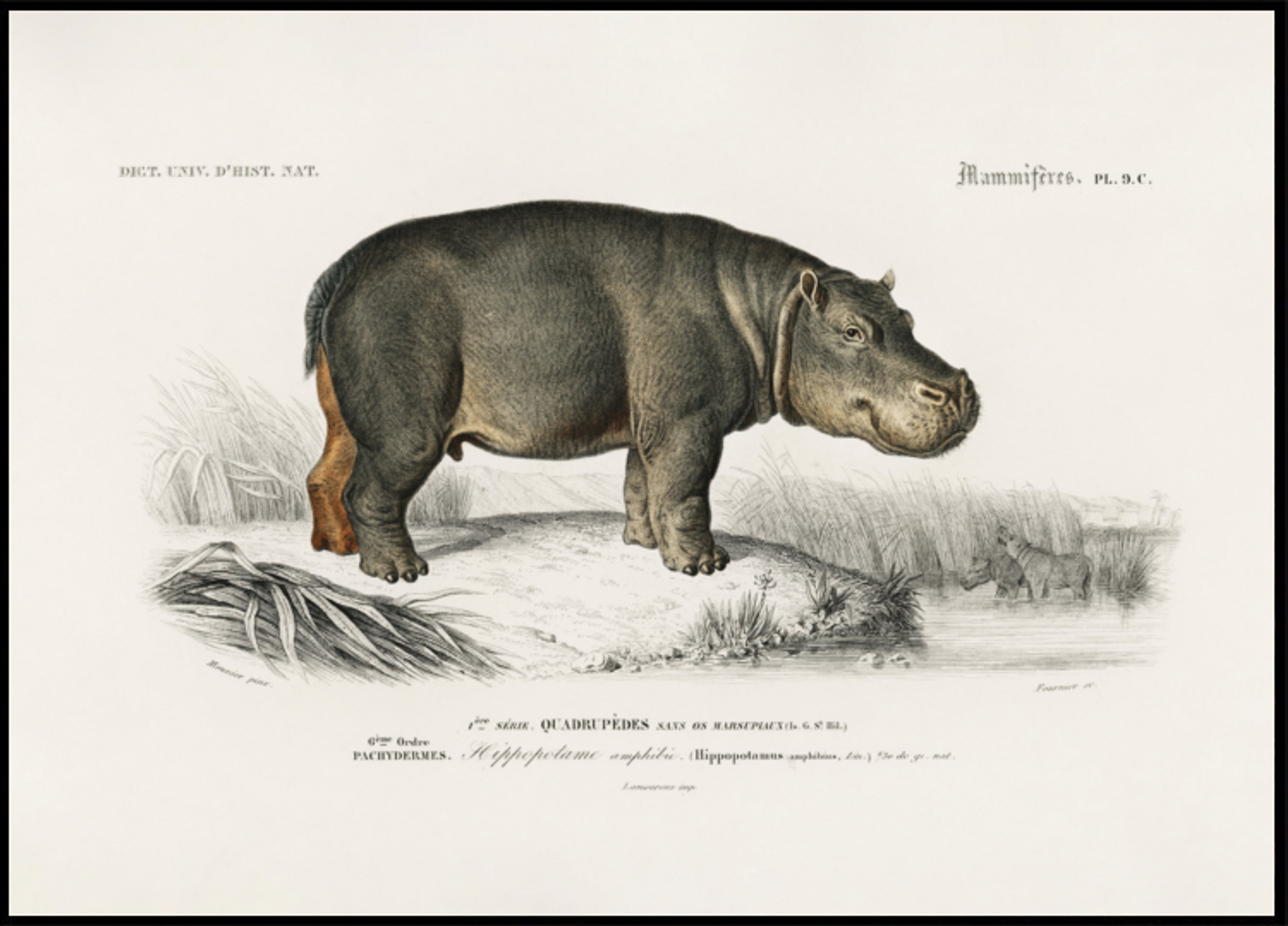 Hippopotame