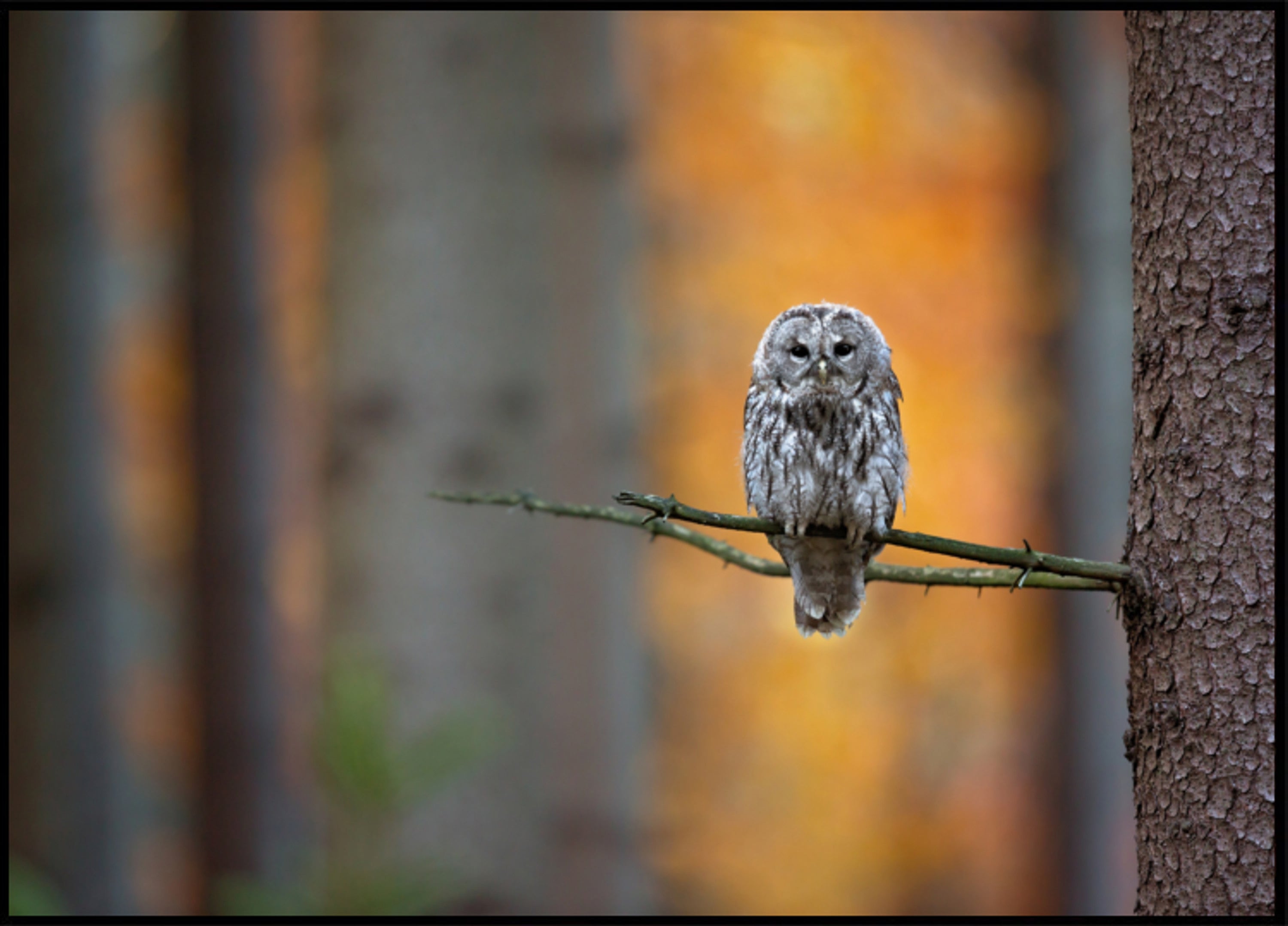 Regard de hibou d'automne