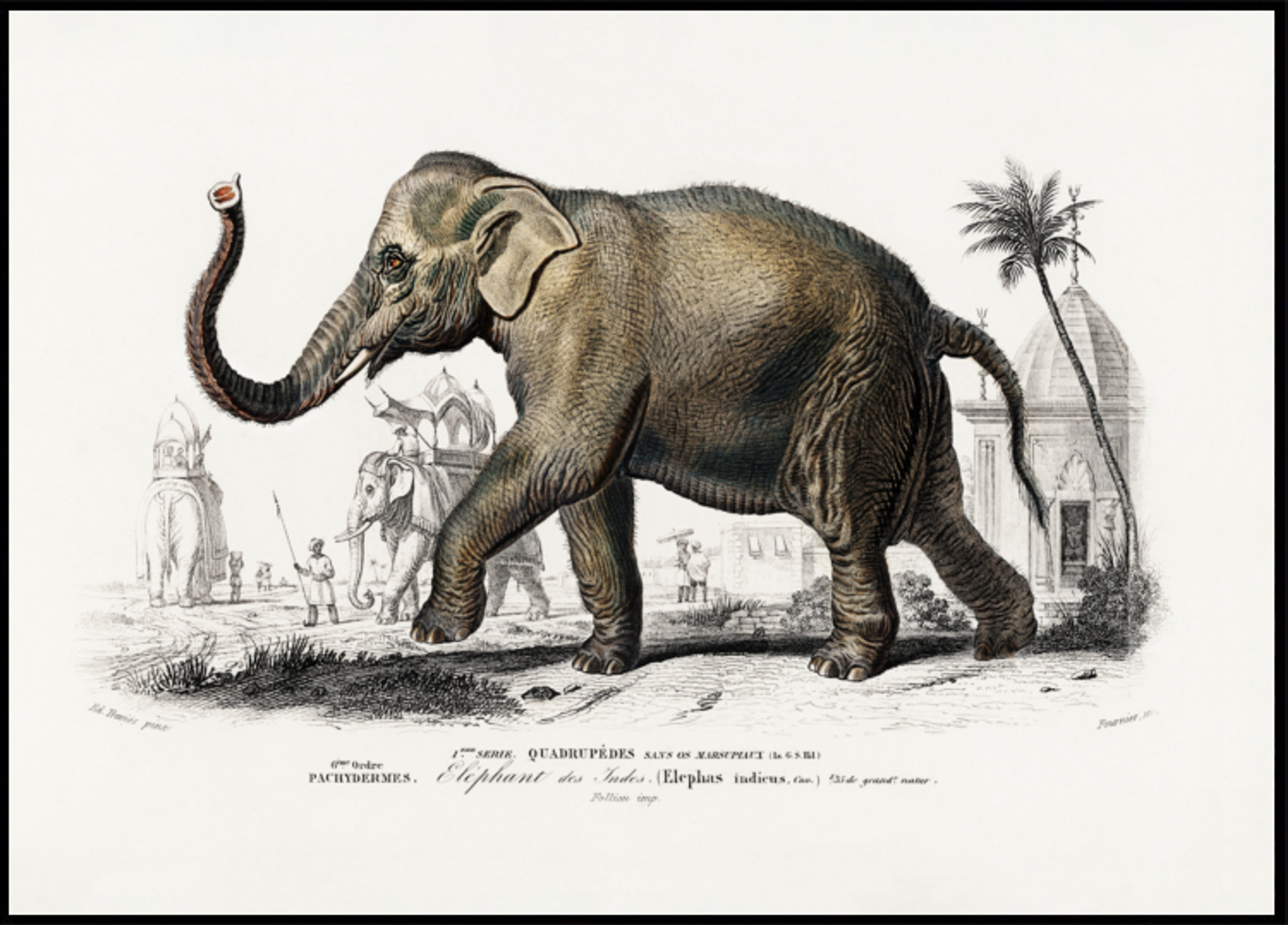 Éléphant d'Asie