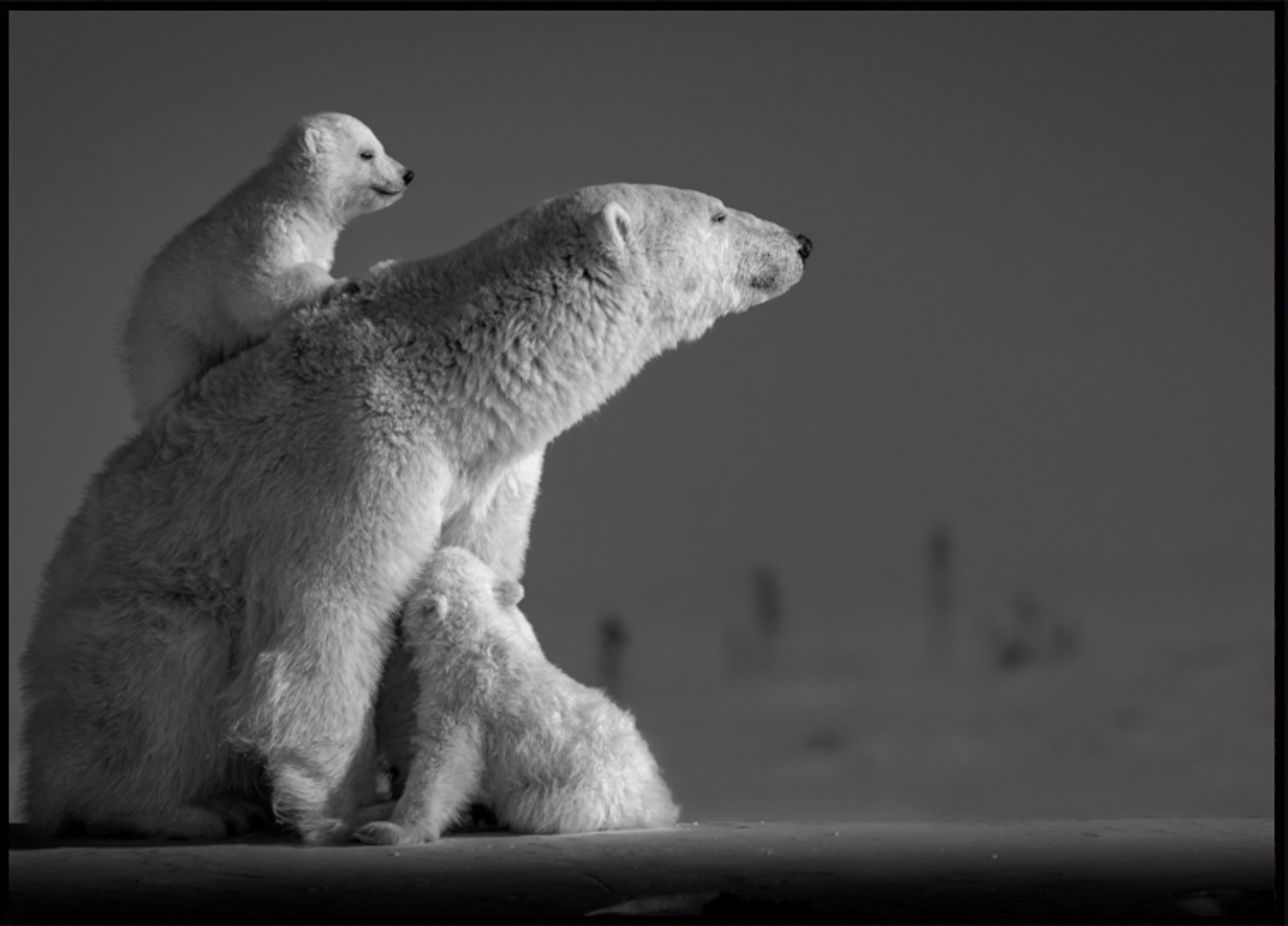 Mère et petits de l'Arctique