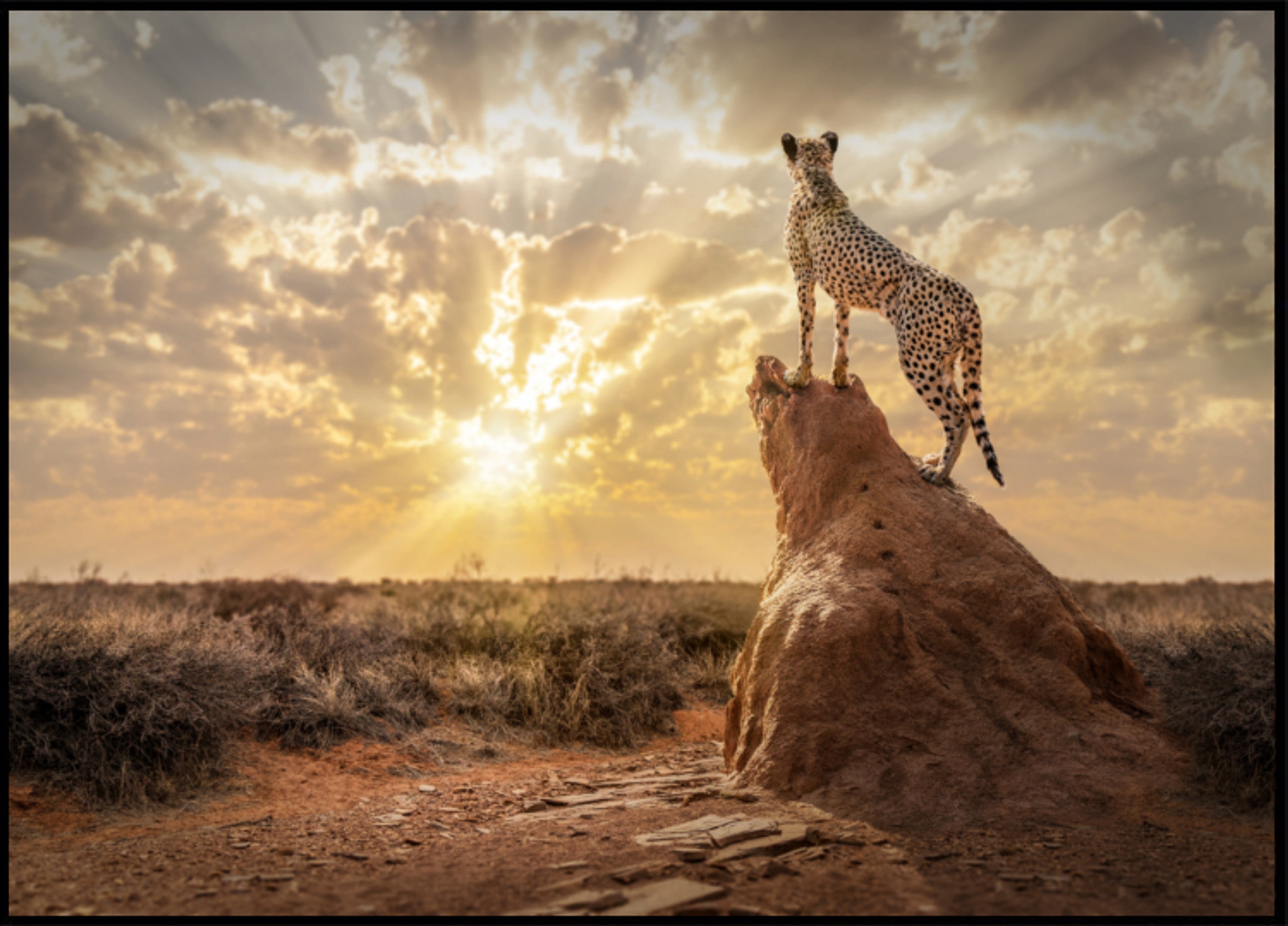 Guépard au coucher du soleil