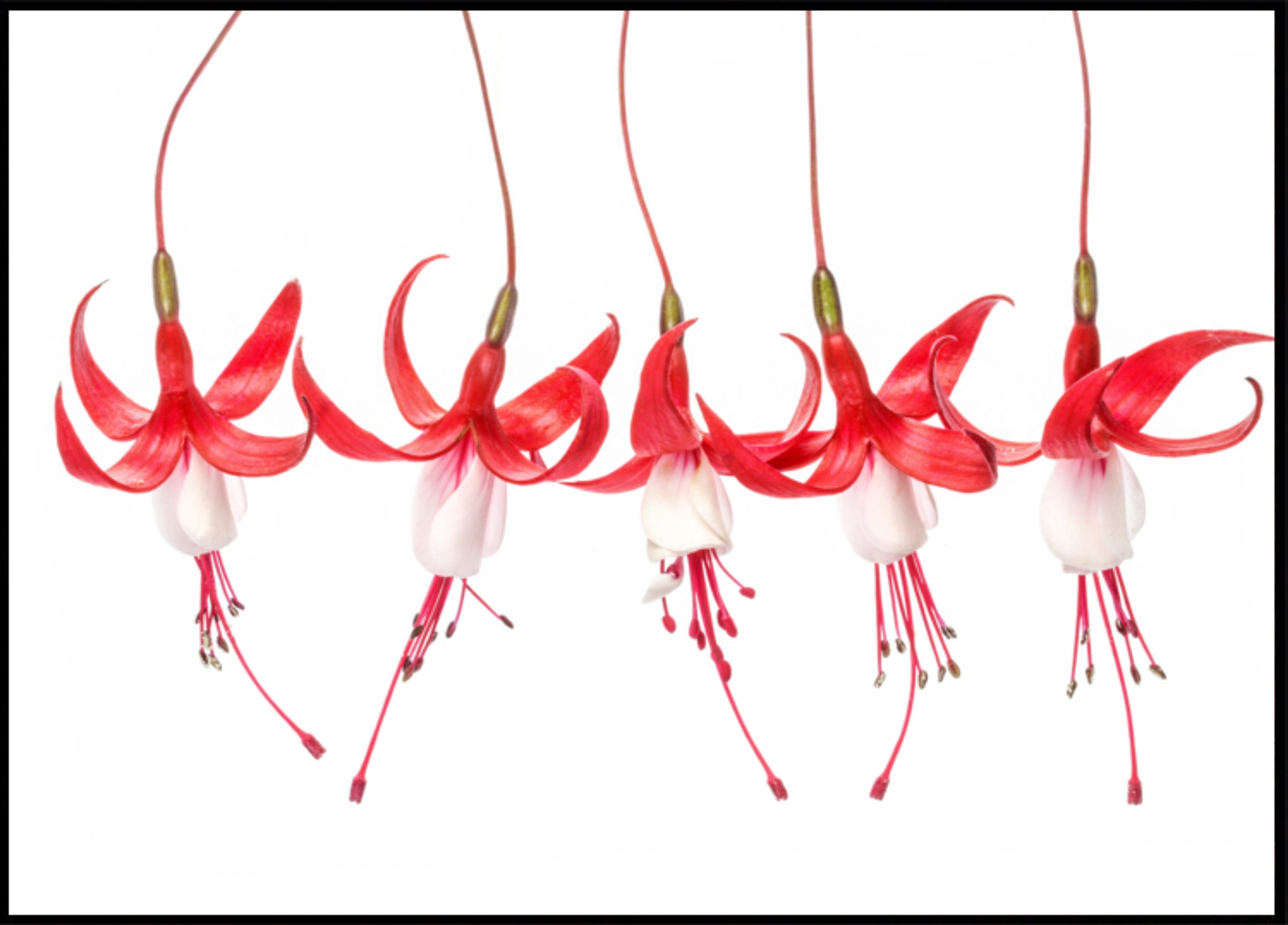 Fushia
