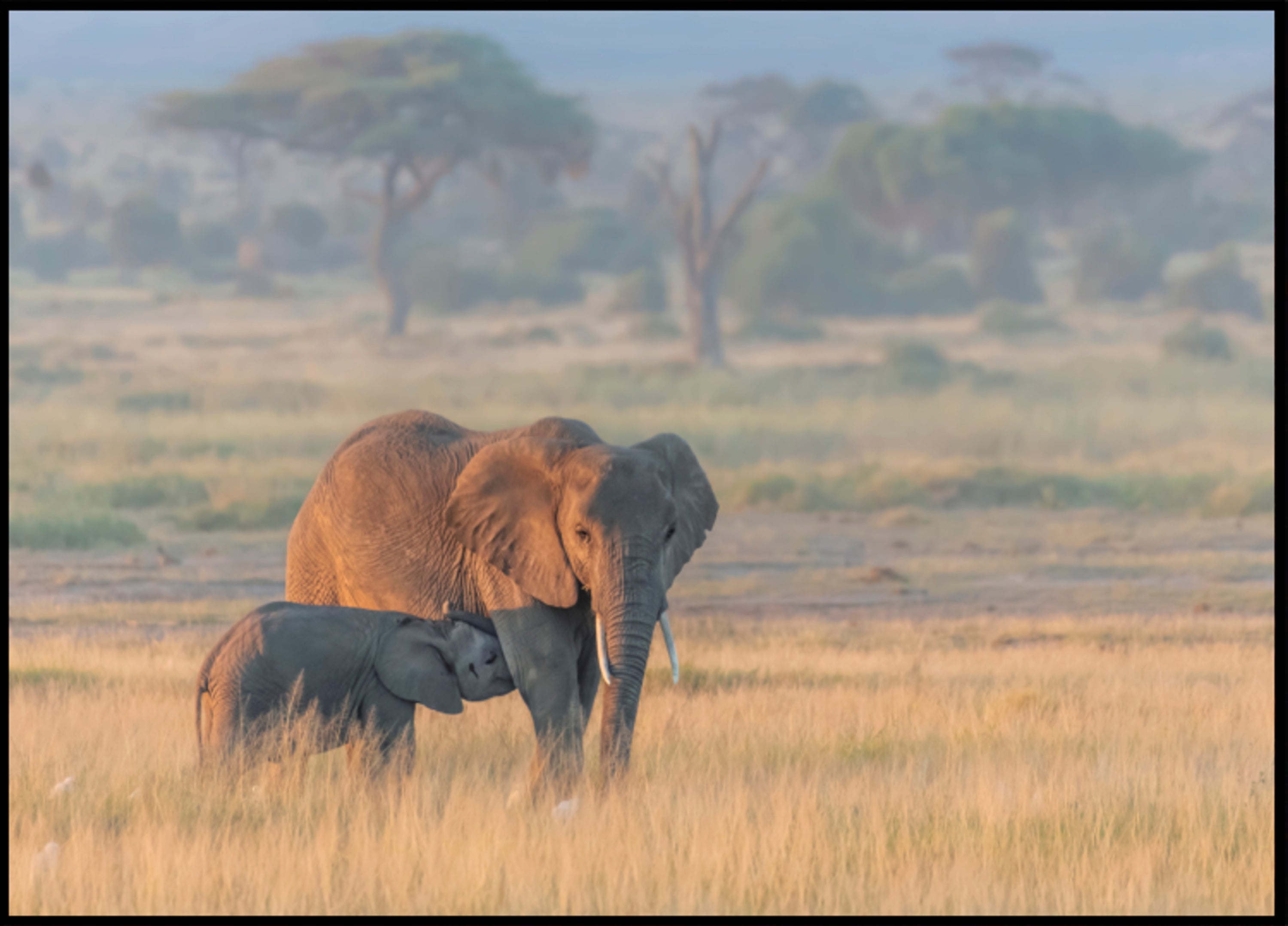 Mère éléphant d'Afrique