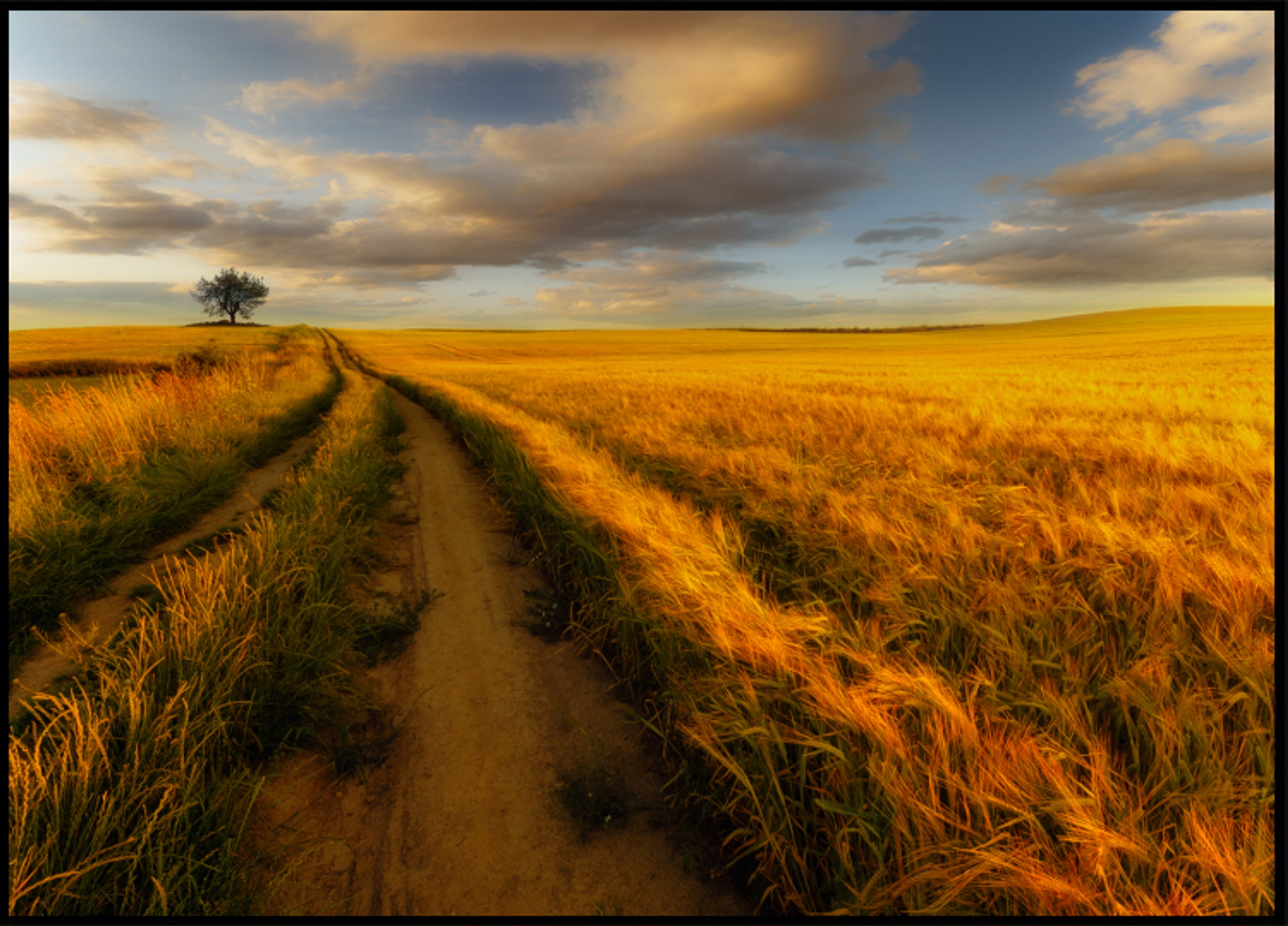 Chemin du champ de blé doré