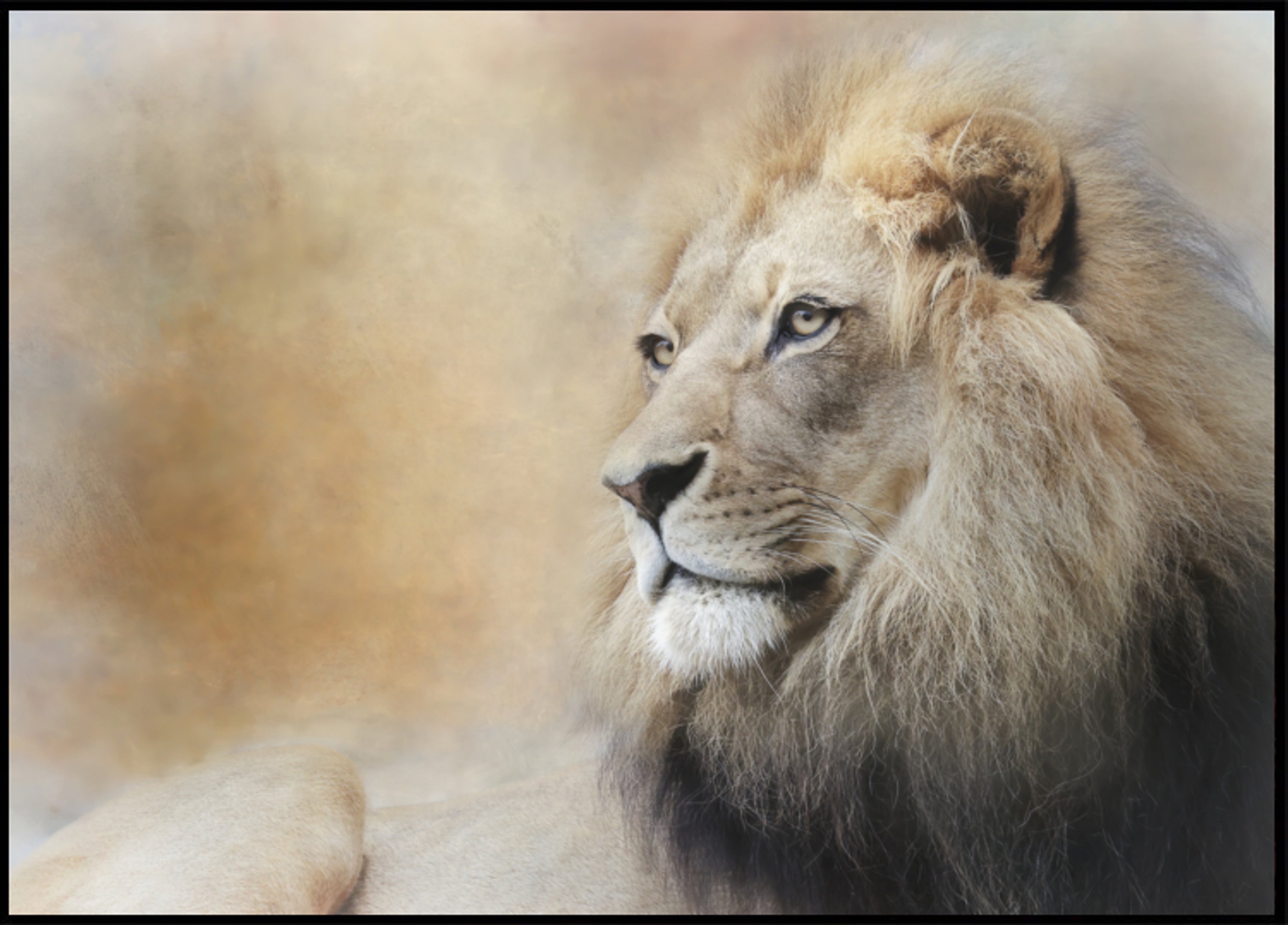 Regard majestueux du lion