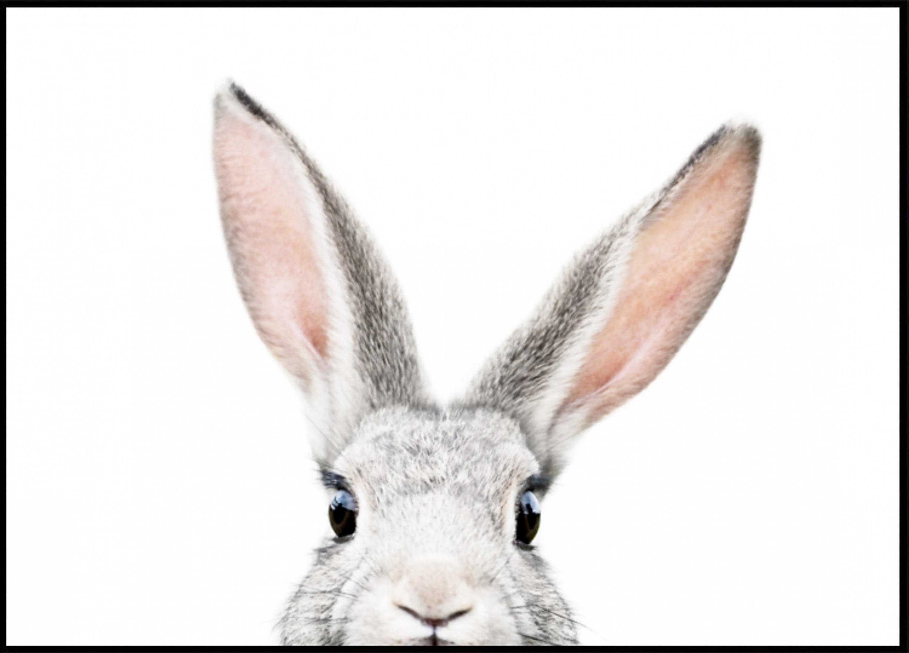 Lapin furtif