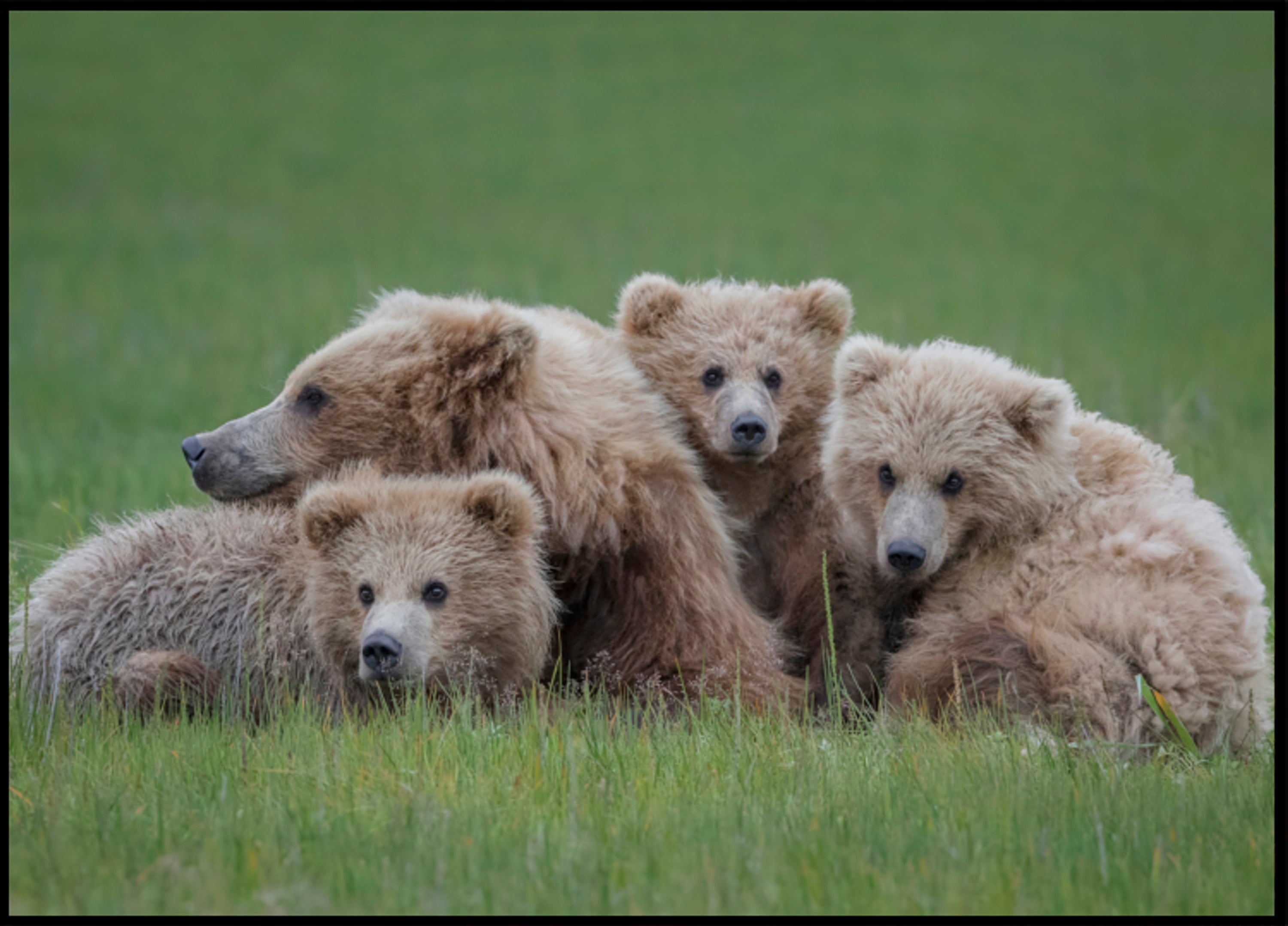 Famille d'ours bruns