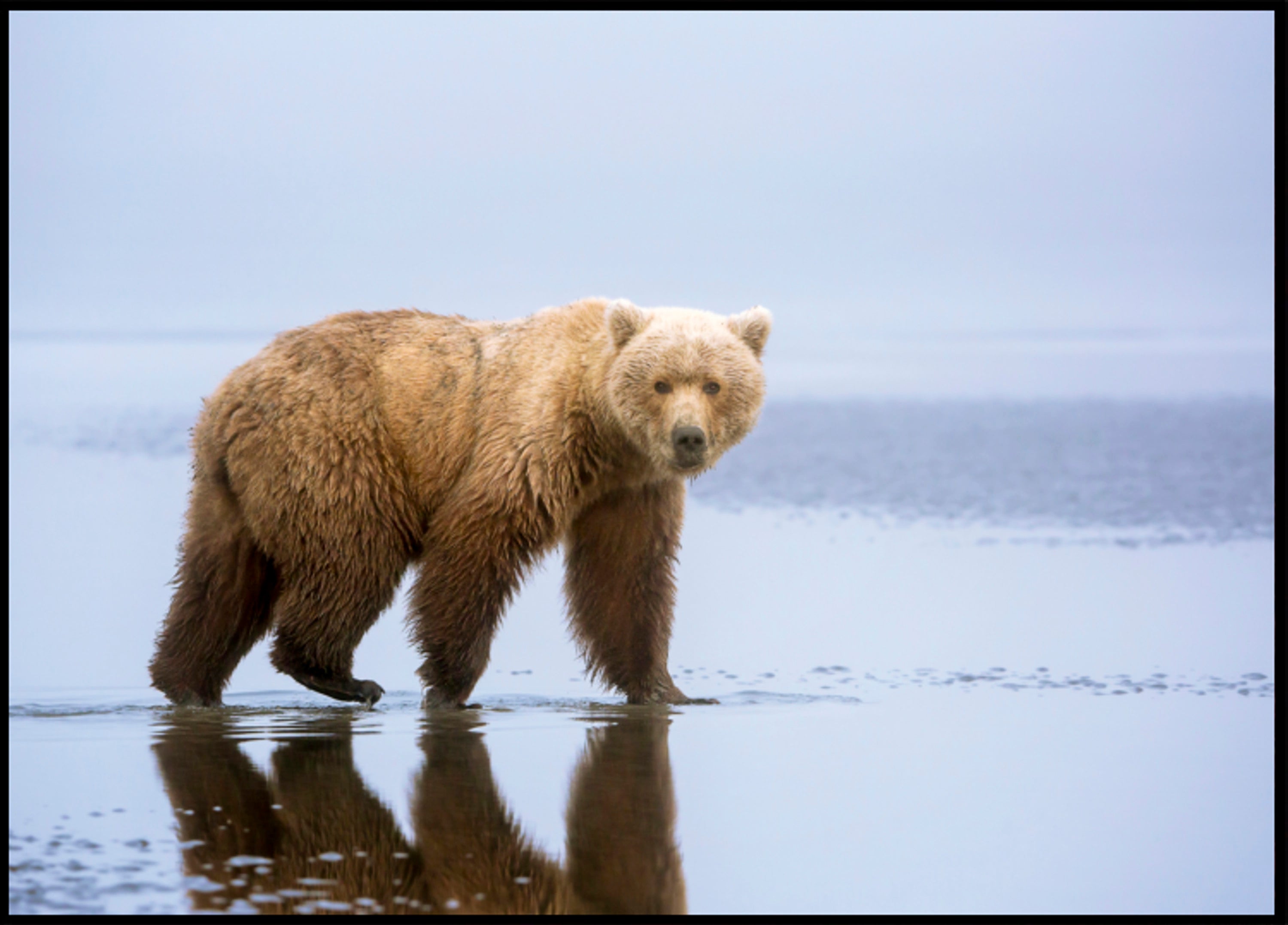 Réflexion de l'ours brun