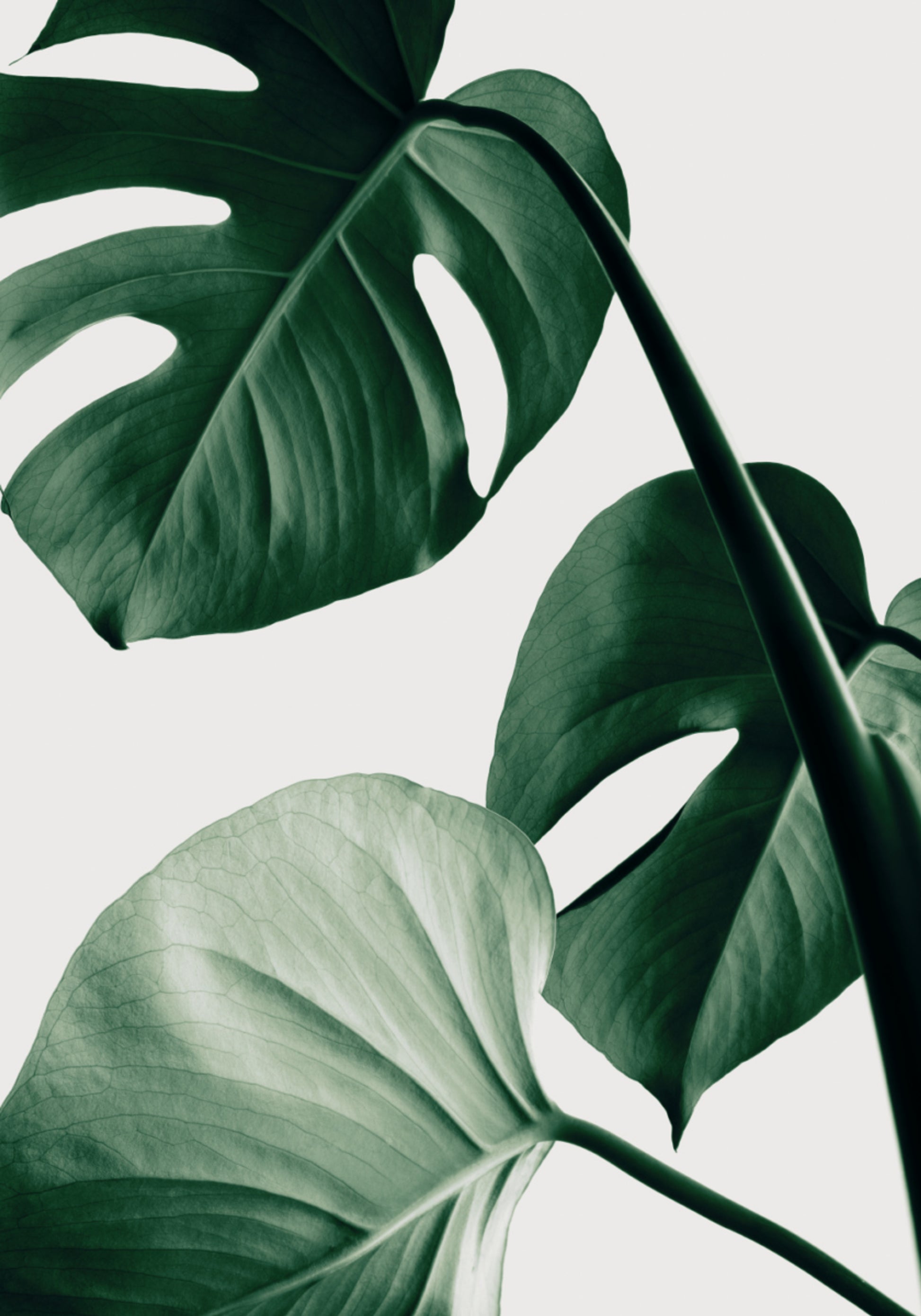 Feuilles de Monstera luxuriantes