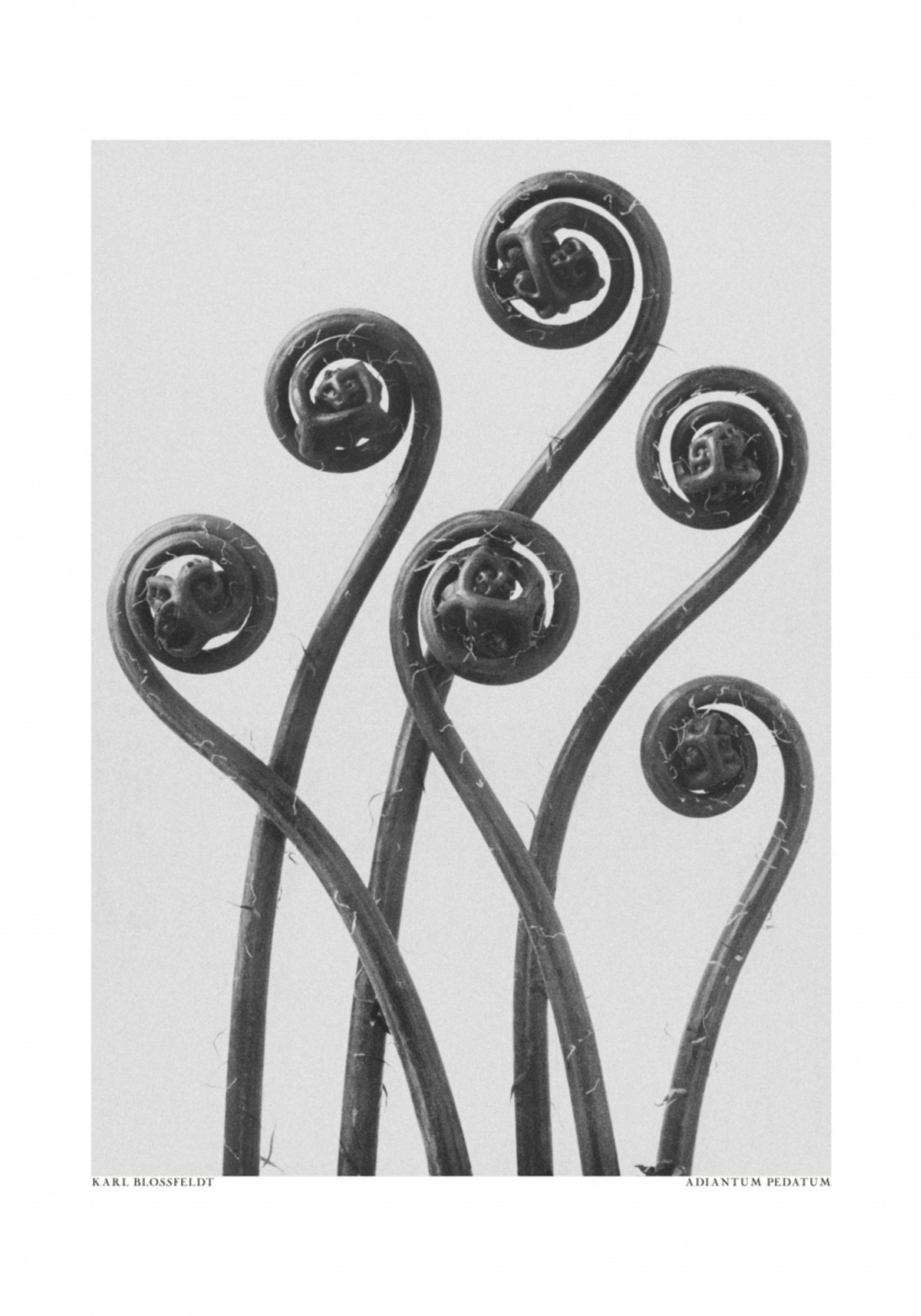Adiantum pédatum