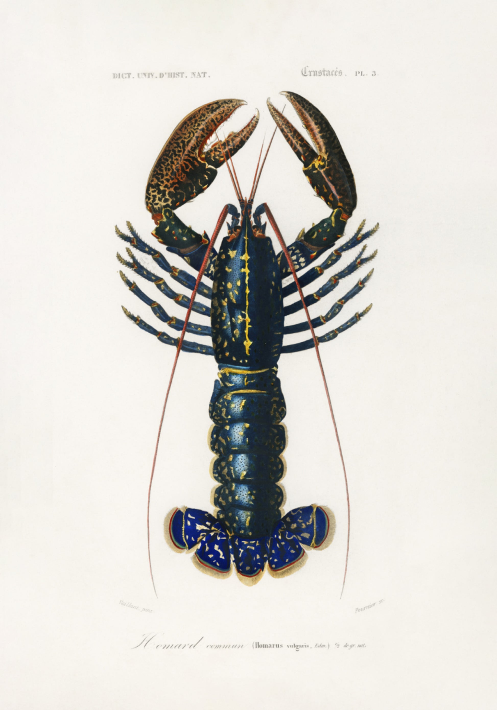 Écrevisse cramoisie