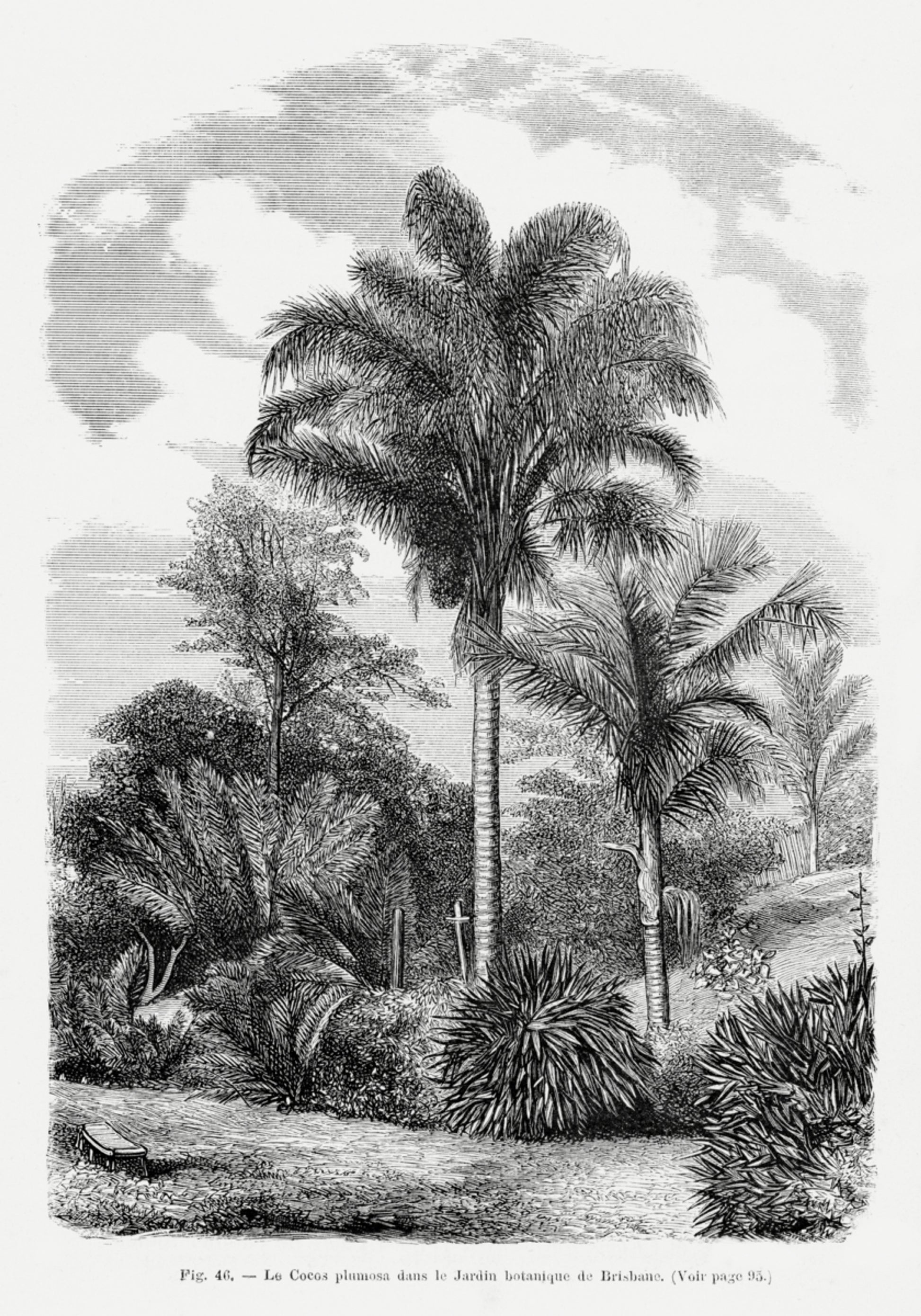 Dessin De Palmier Vintage Vi