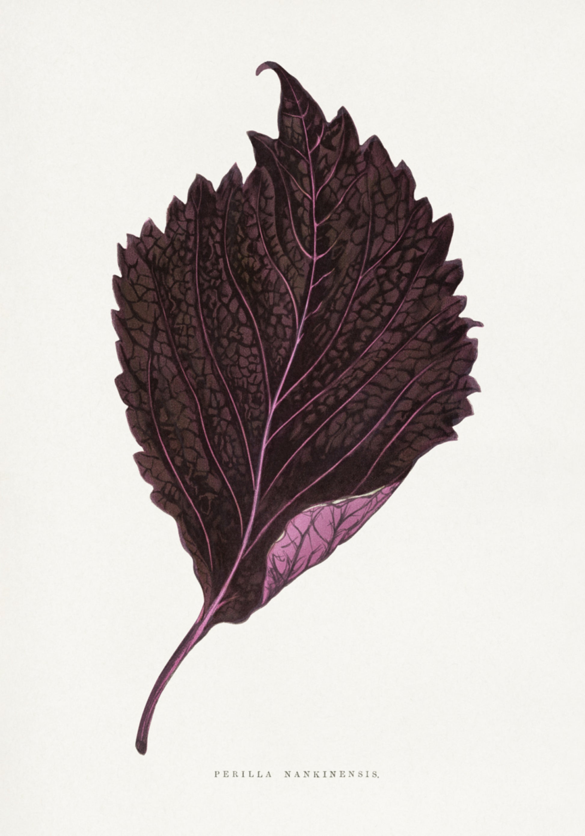 Illustration de feuille de Perilla Nankinensis rose