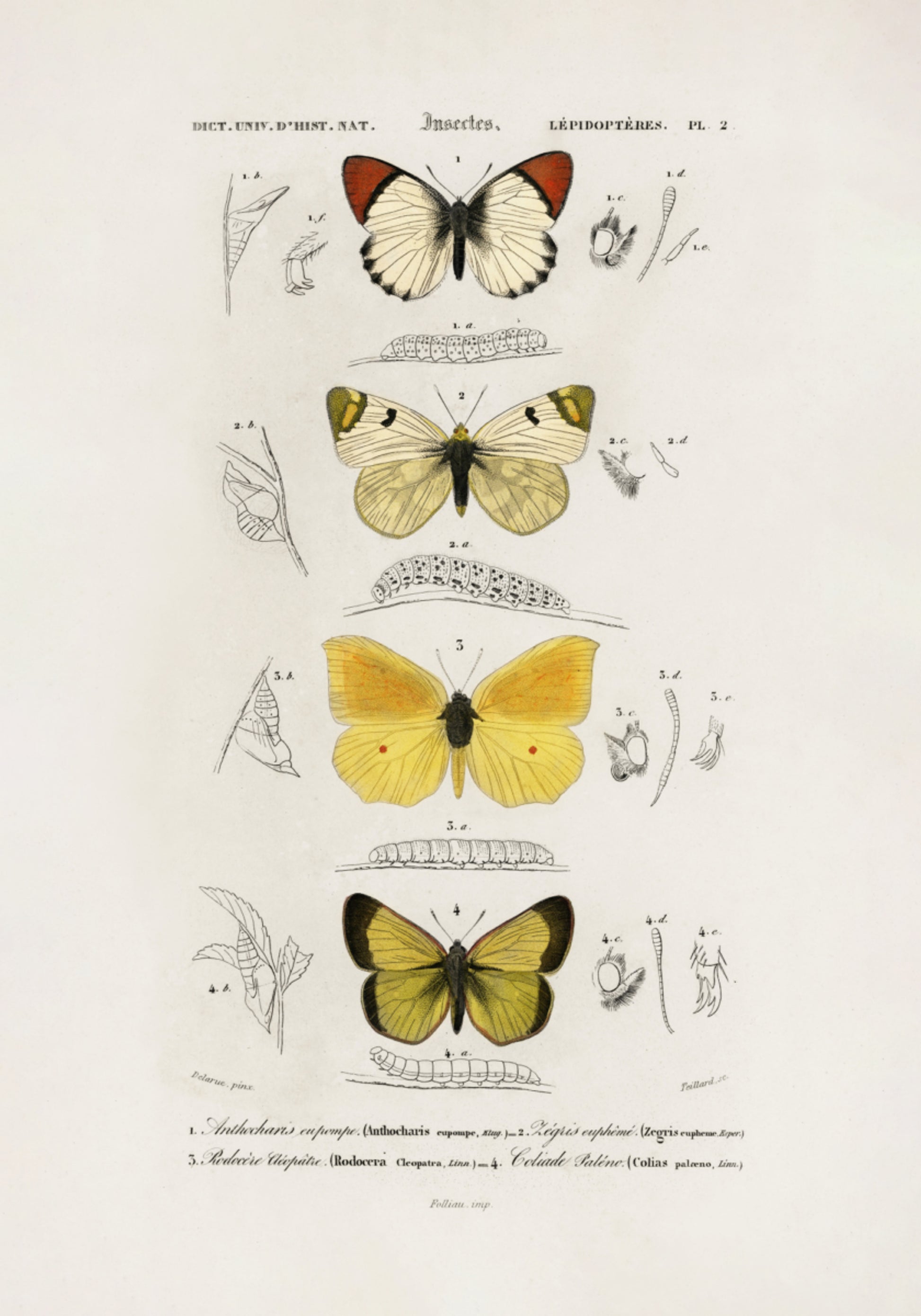 Différents types de papillons
