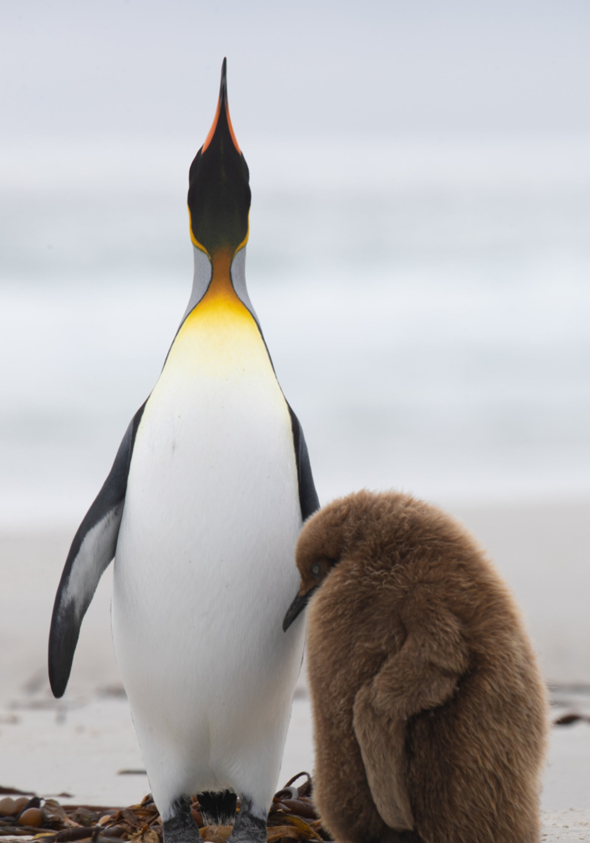 Famille de pingouins sur la plage