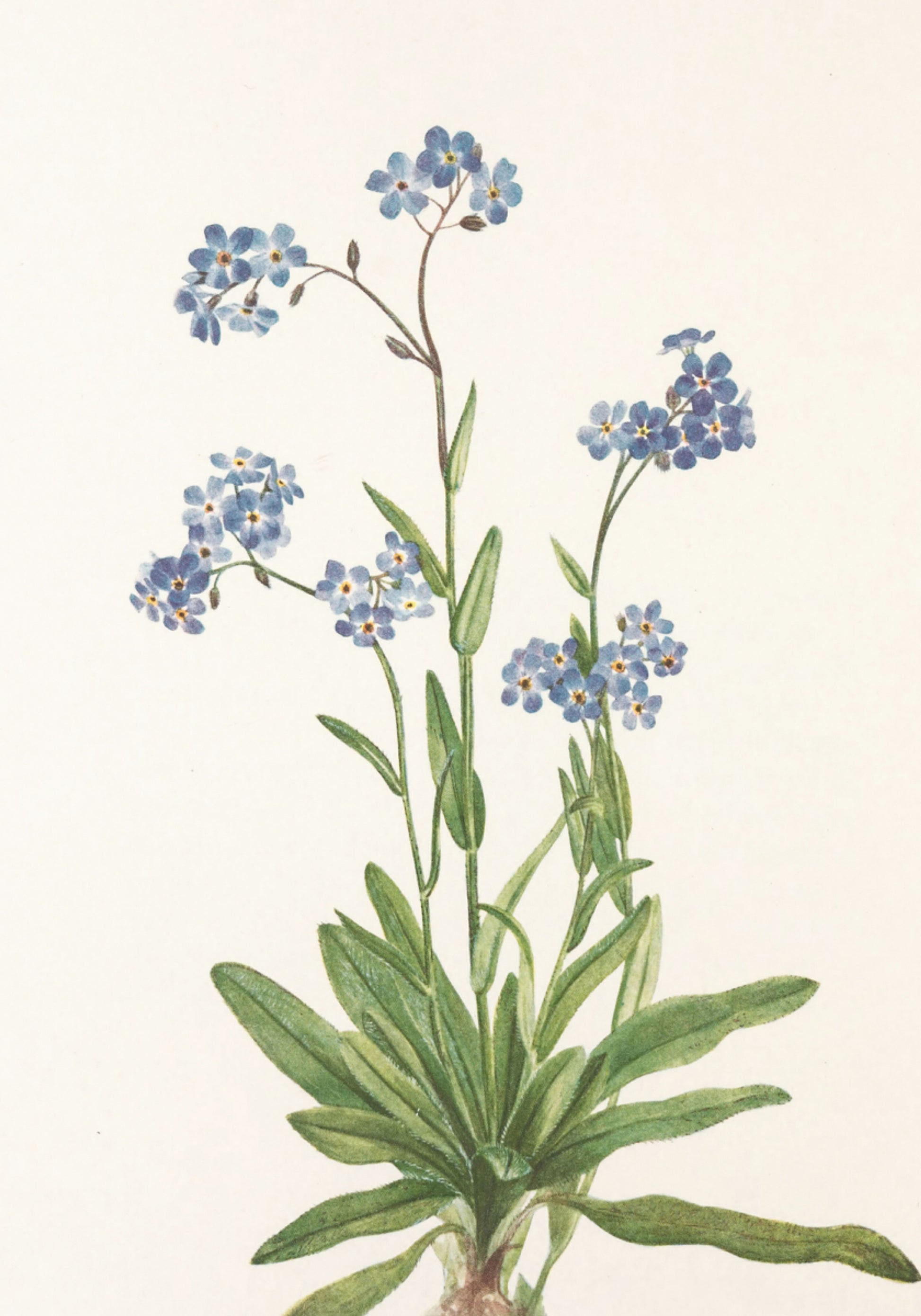 Alpine ne m'oublie pas des fleurs sauvages d'Amérique du Nord (1925) de Mary Vaux Walcott