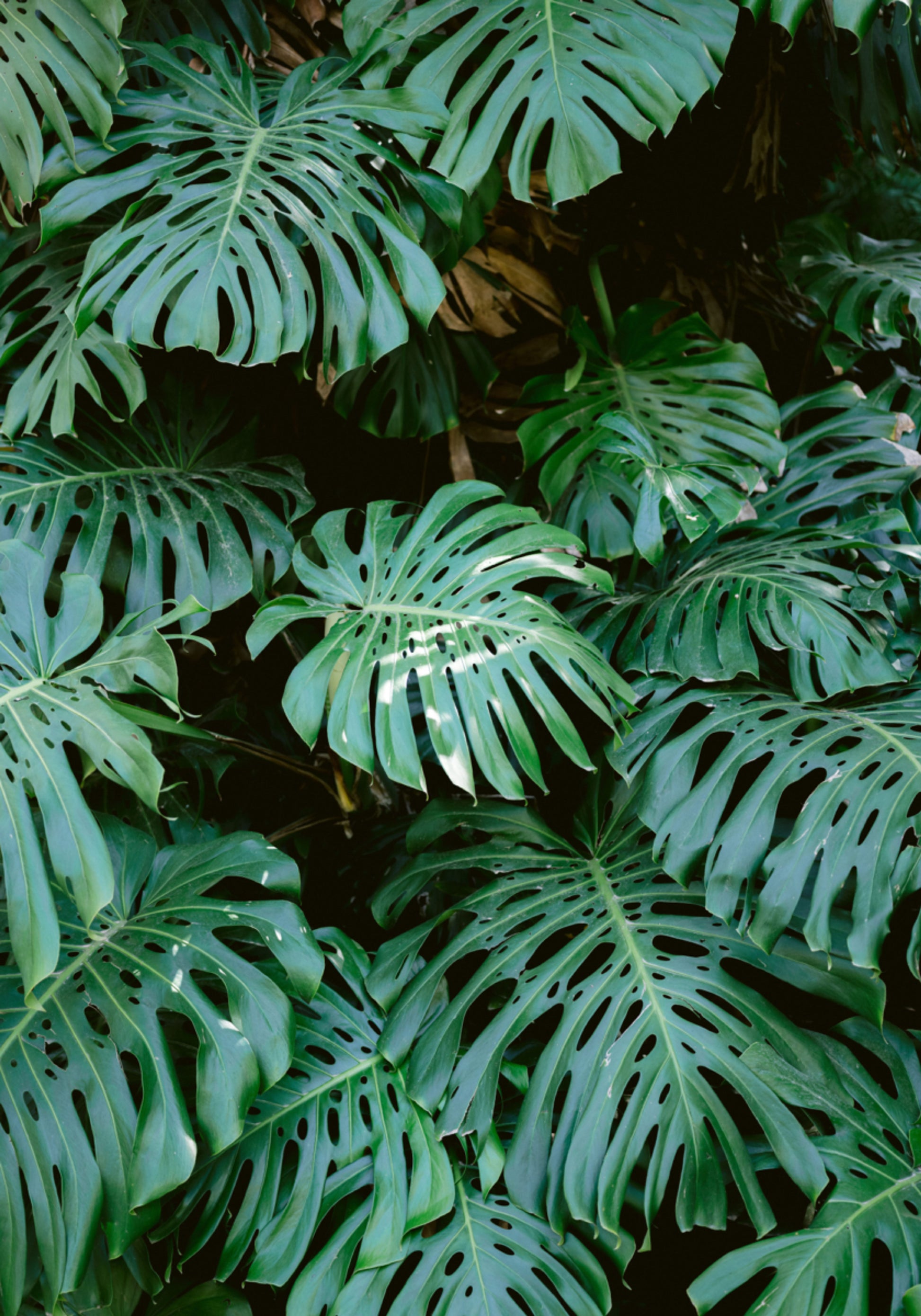 Mur Monstera à Lisbonne