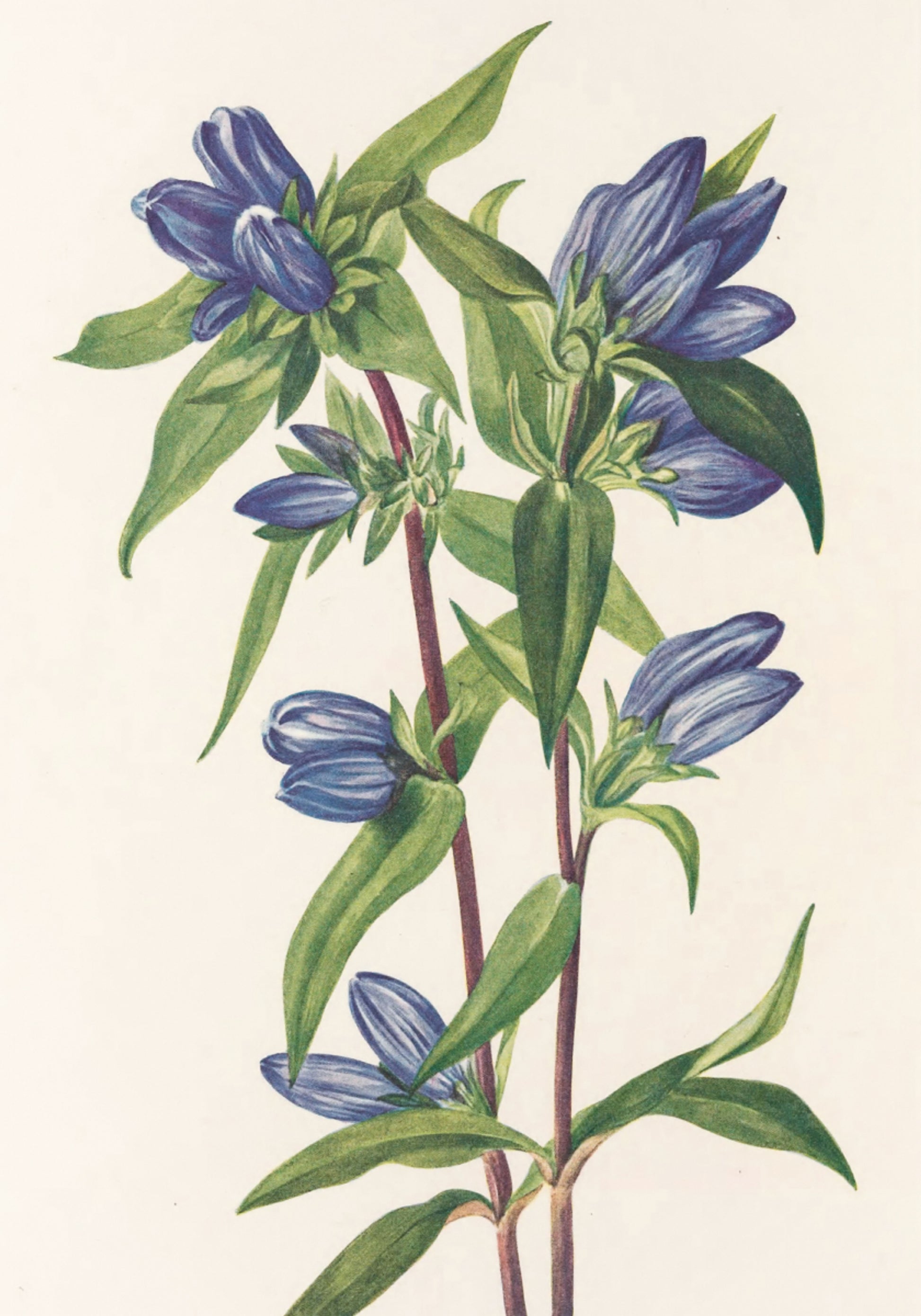 Bouteille de gentiane provenant de fleurs sauvages d'Amérique du Nord (1925) par Mary Vaux Walcott