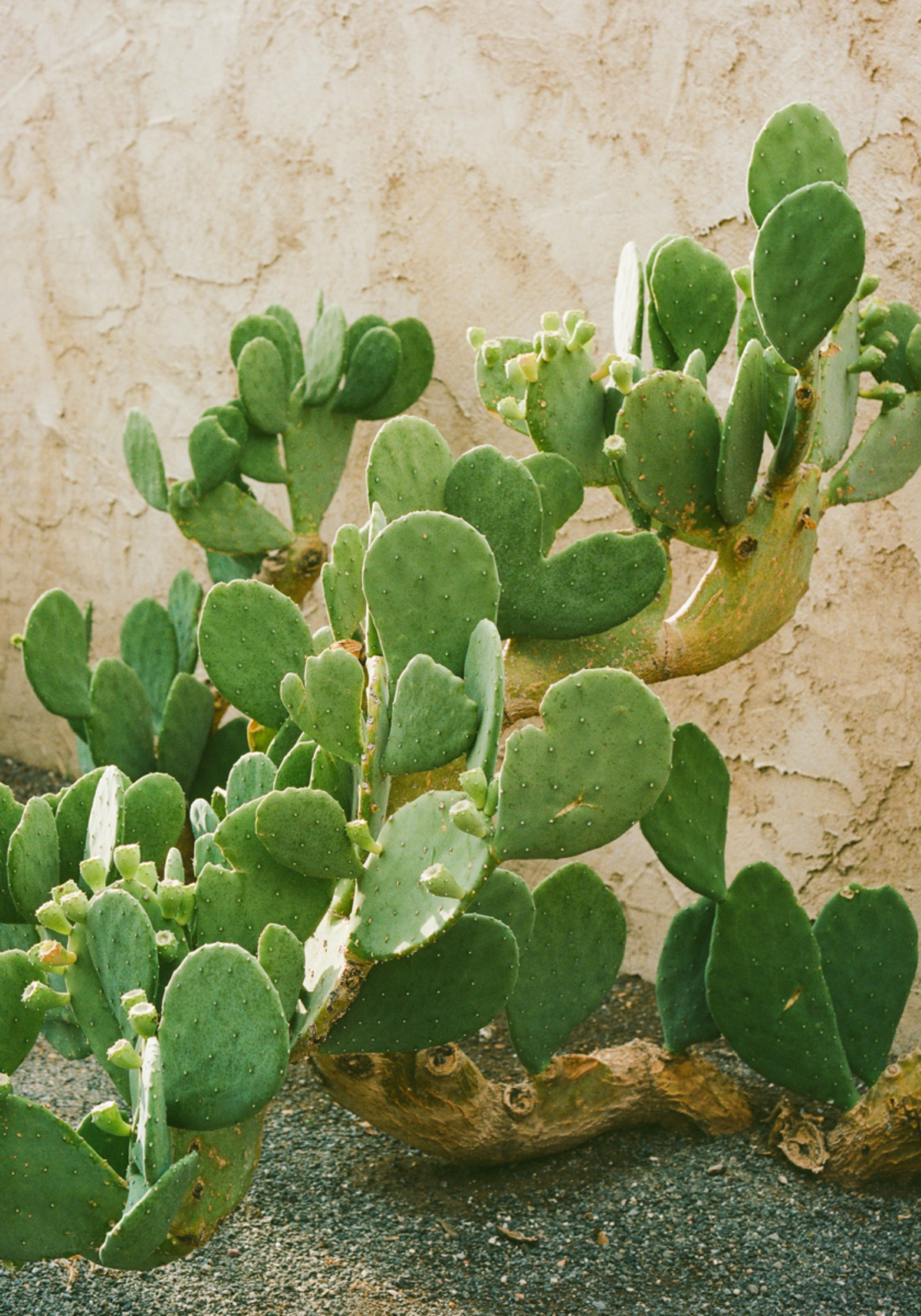 Cactus figue de Barbarie verte
