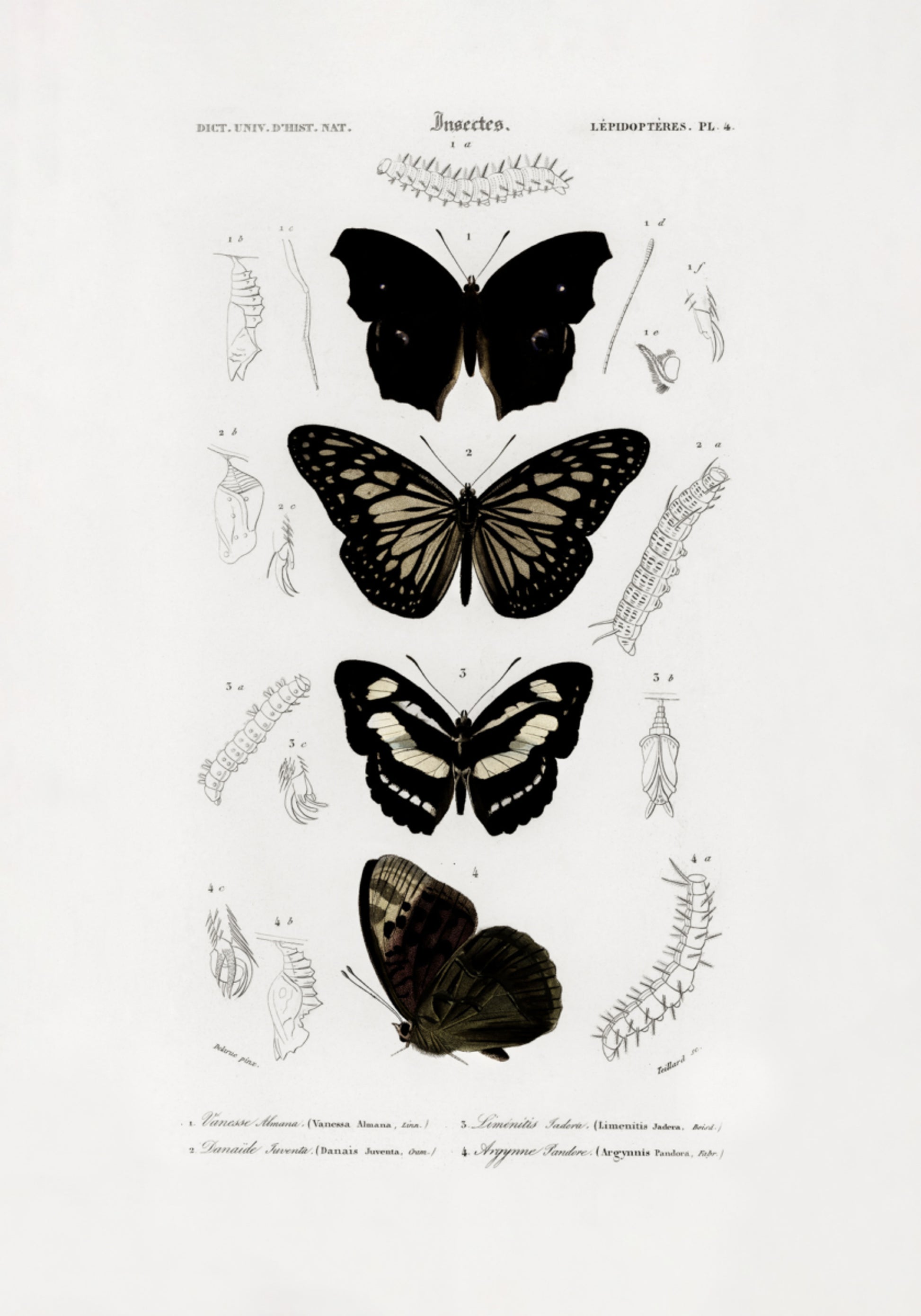 Collection de Papillons 01