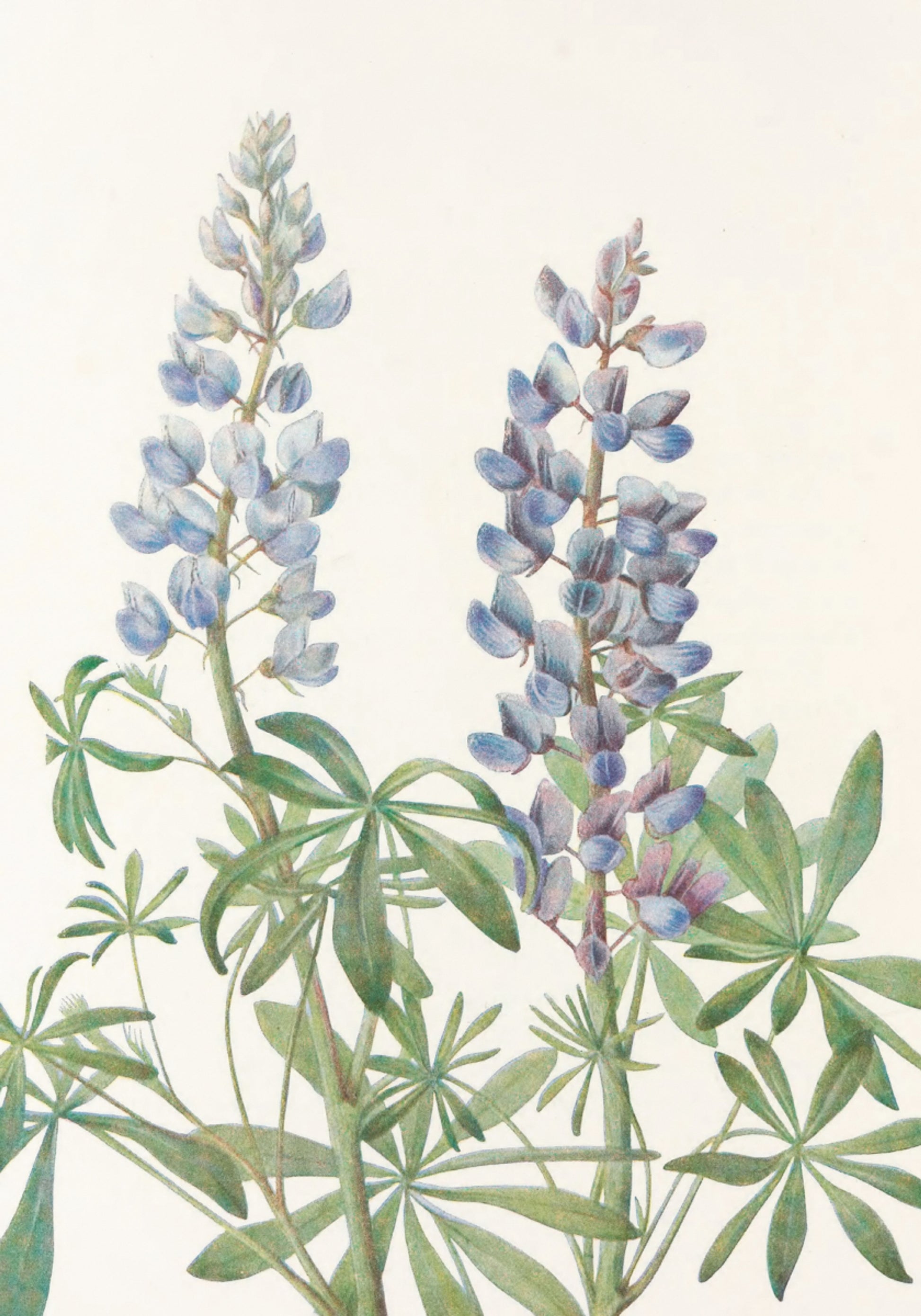 Cadran solaire Lupin provenant de fleurs sauvages d'Amérique du Nord (1925) par Mary Vaux Walcott