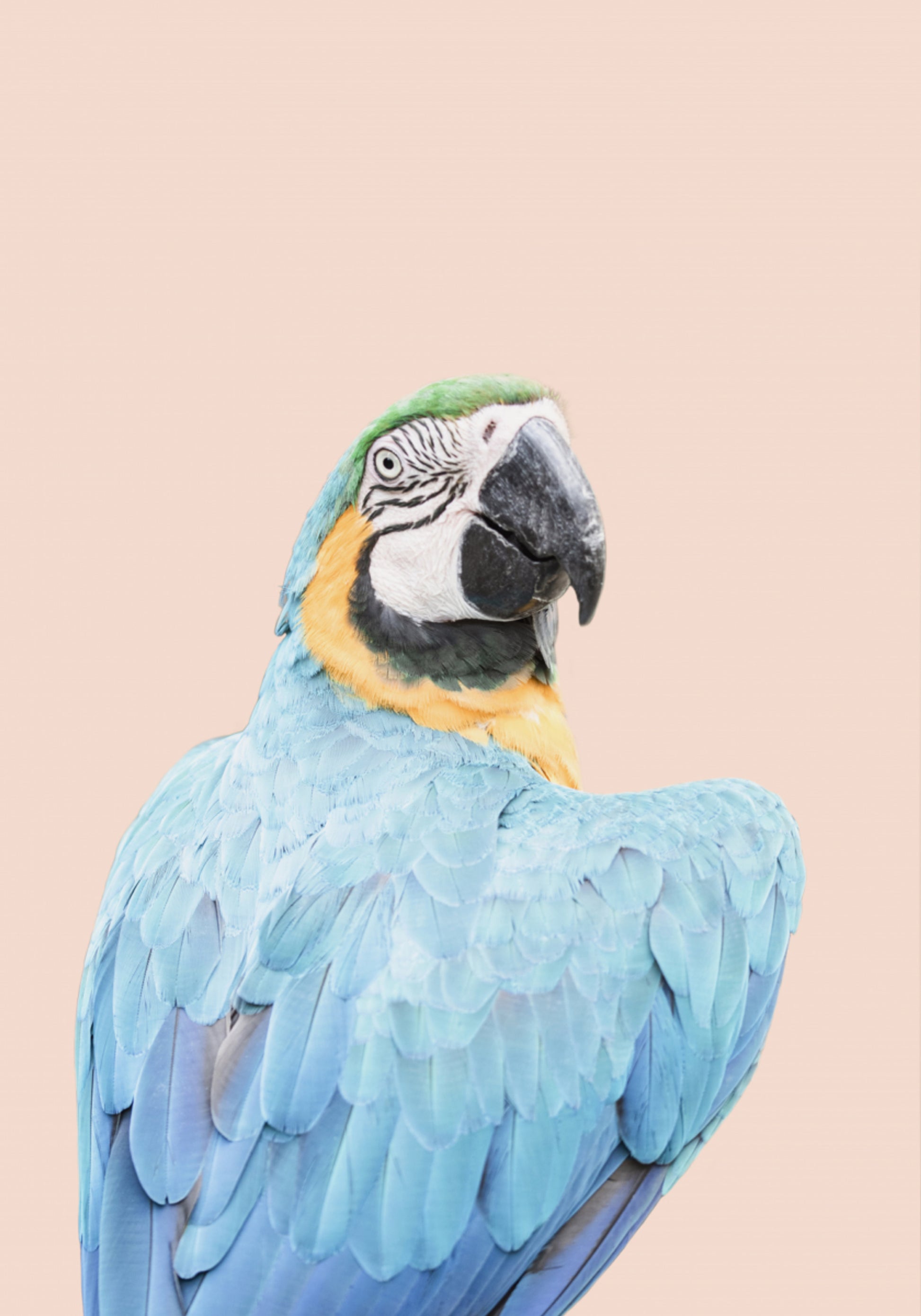 Ara bleu
