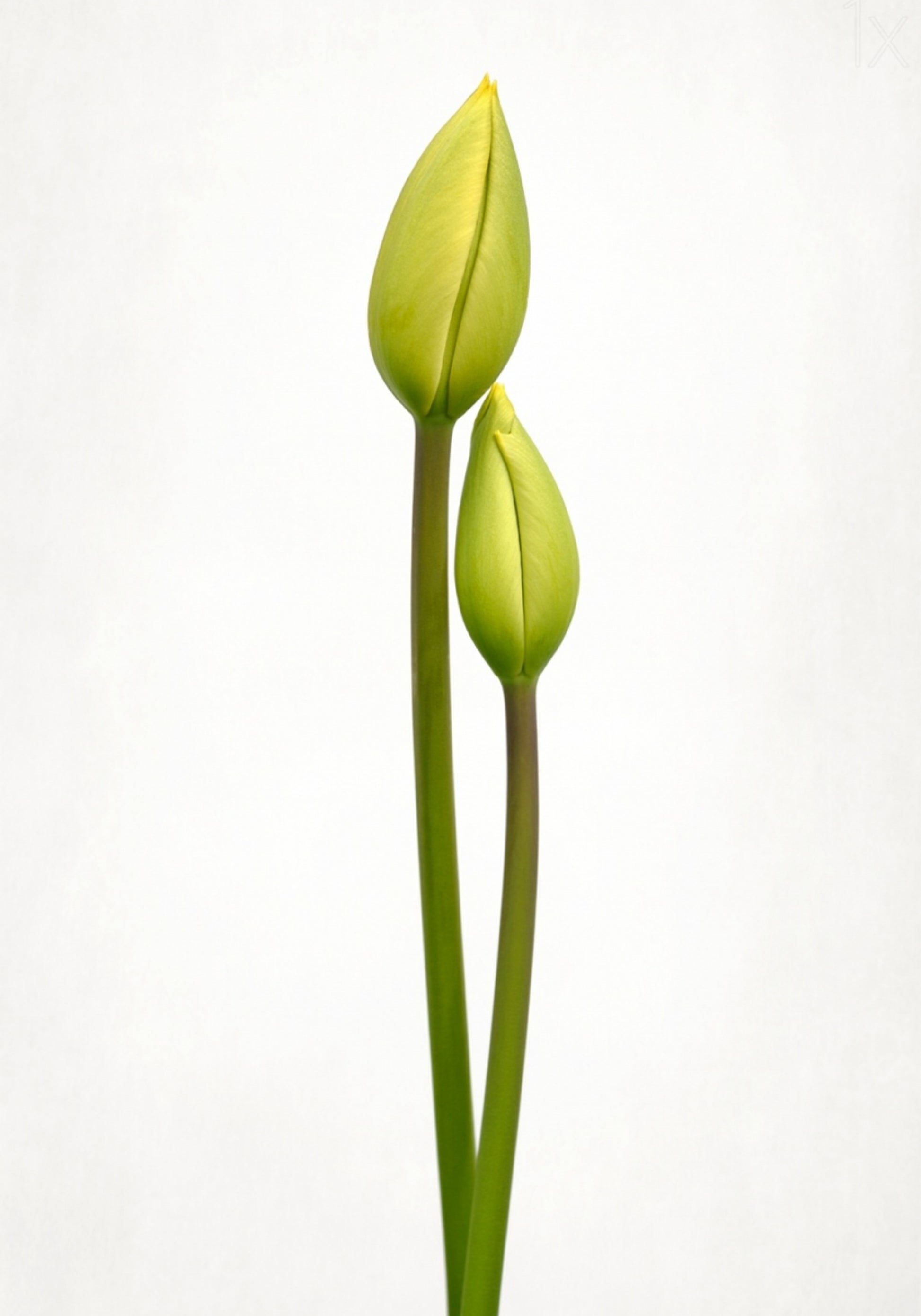 Boutons de tulipes vertes