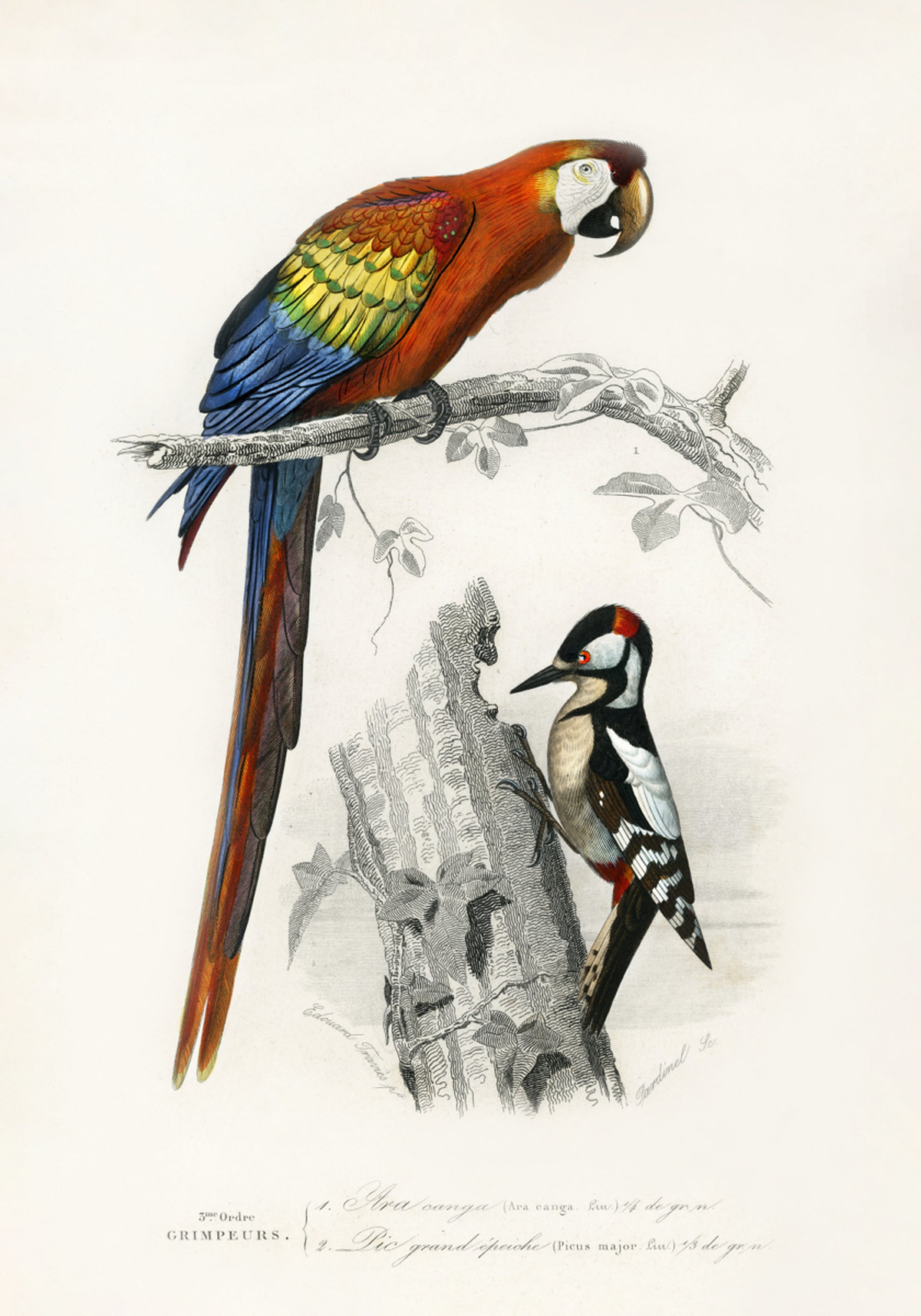 Oiseaux II