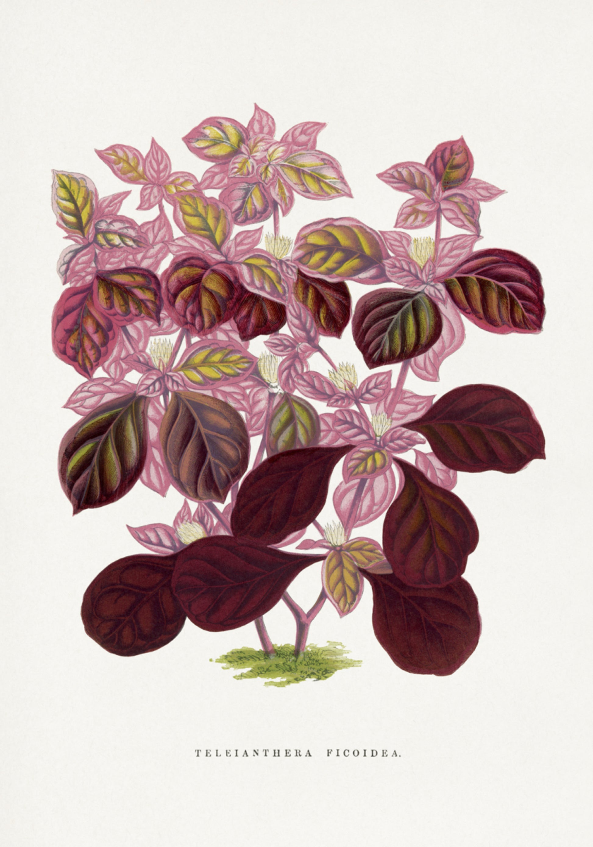 Illustration de feuille de Teleianthera Ficoidea rose
