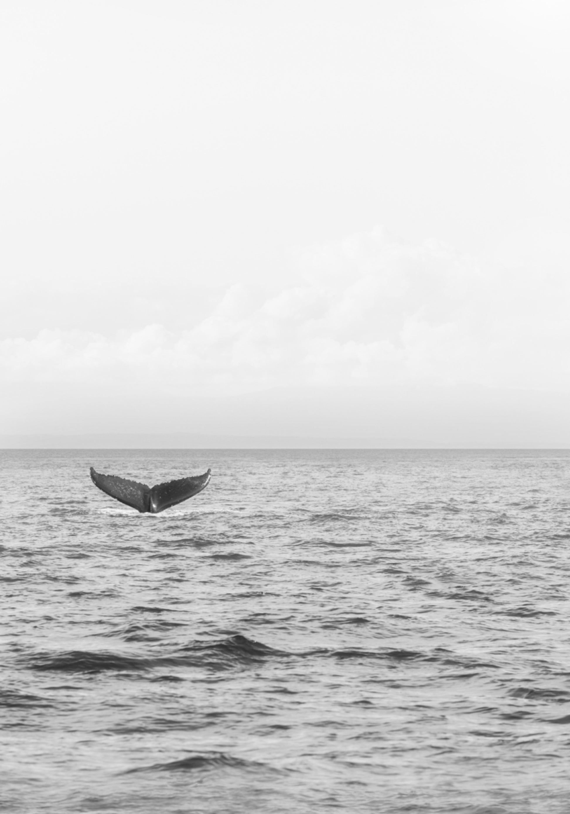 Queue de baleine océanique