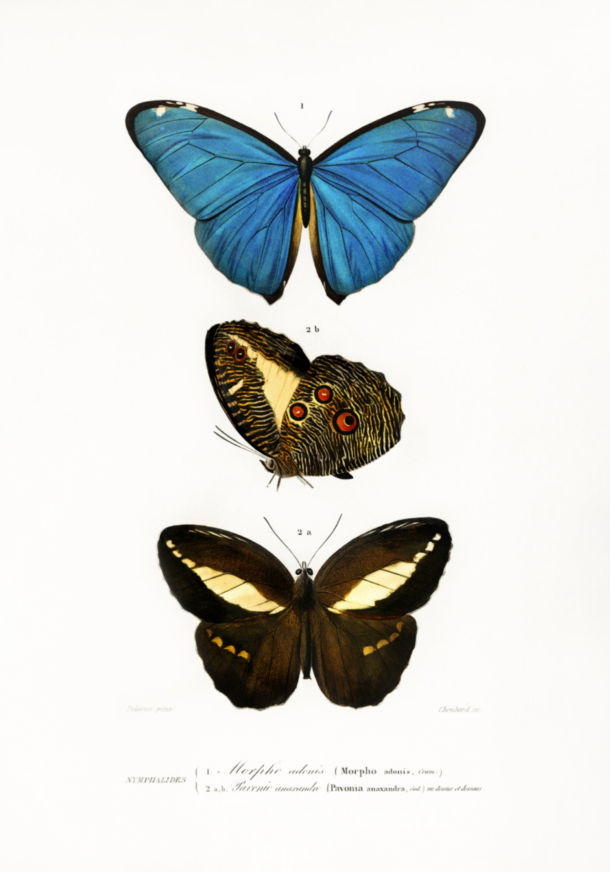 Différents types de papillons II