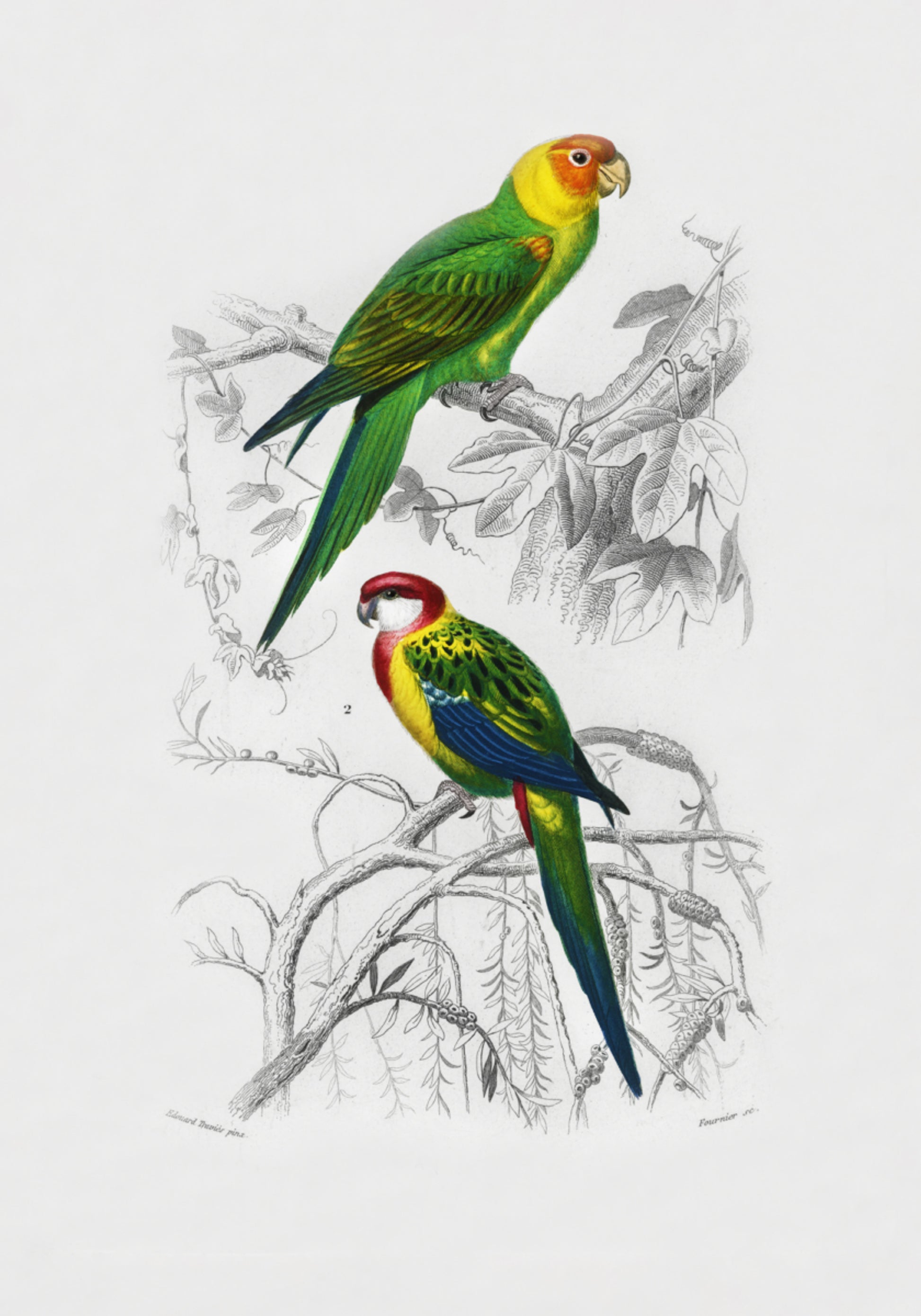 Oiseaux